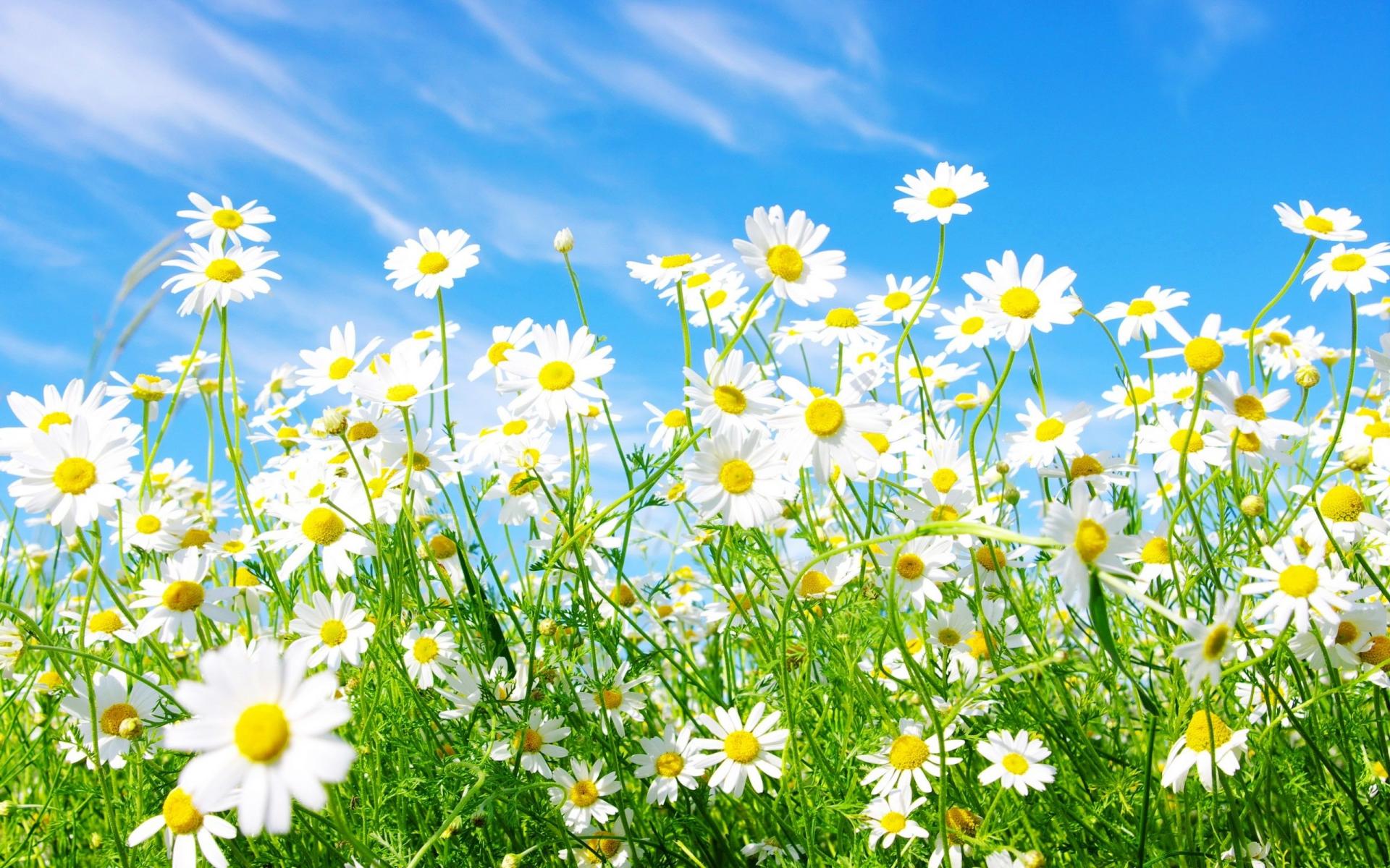 1466801 descargar fondo de pantalla tierra/naturaleza, manzanilla, flor, flor blanca: protectores de pantalla e imágenes gratis