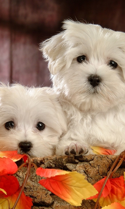 Download mobile wallpaper Dogs, Dog, Animal, Maltese for free.