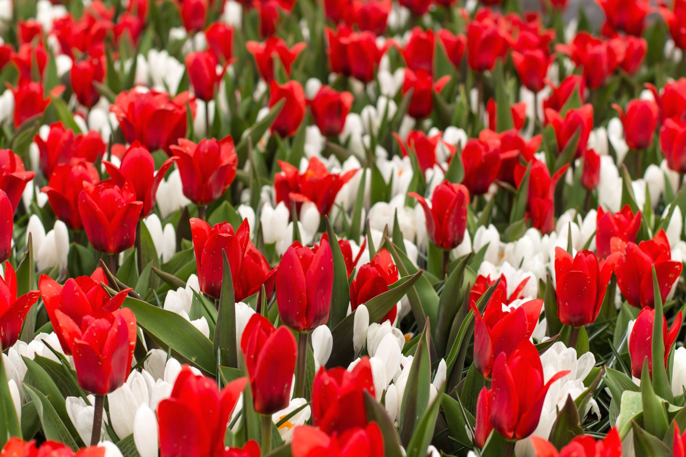 Téléchargez gratuitement l'image Fleurs, Fleur, Printemps, Tulipe, Fleur Blanche, Fleur Rouge, La Nature, Terre/nature sur le bureau de votre PC