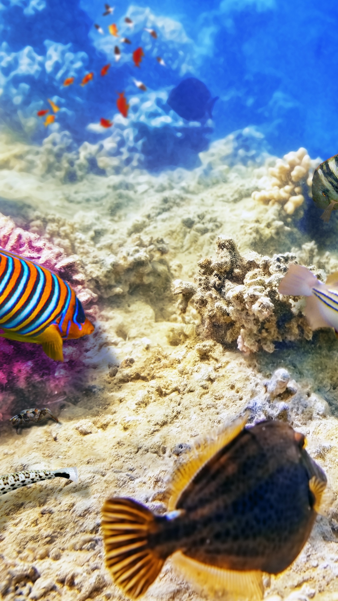 Download mobile wallpaper Fishes, Coral, Animal, Tropical, Fish, Underwater, Sea Life for free.