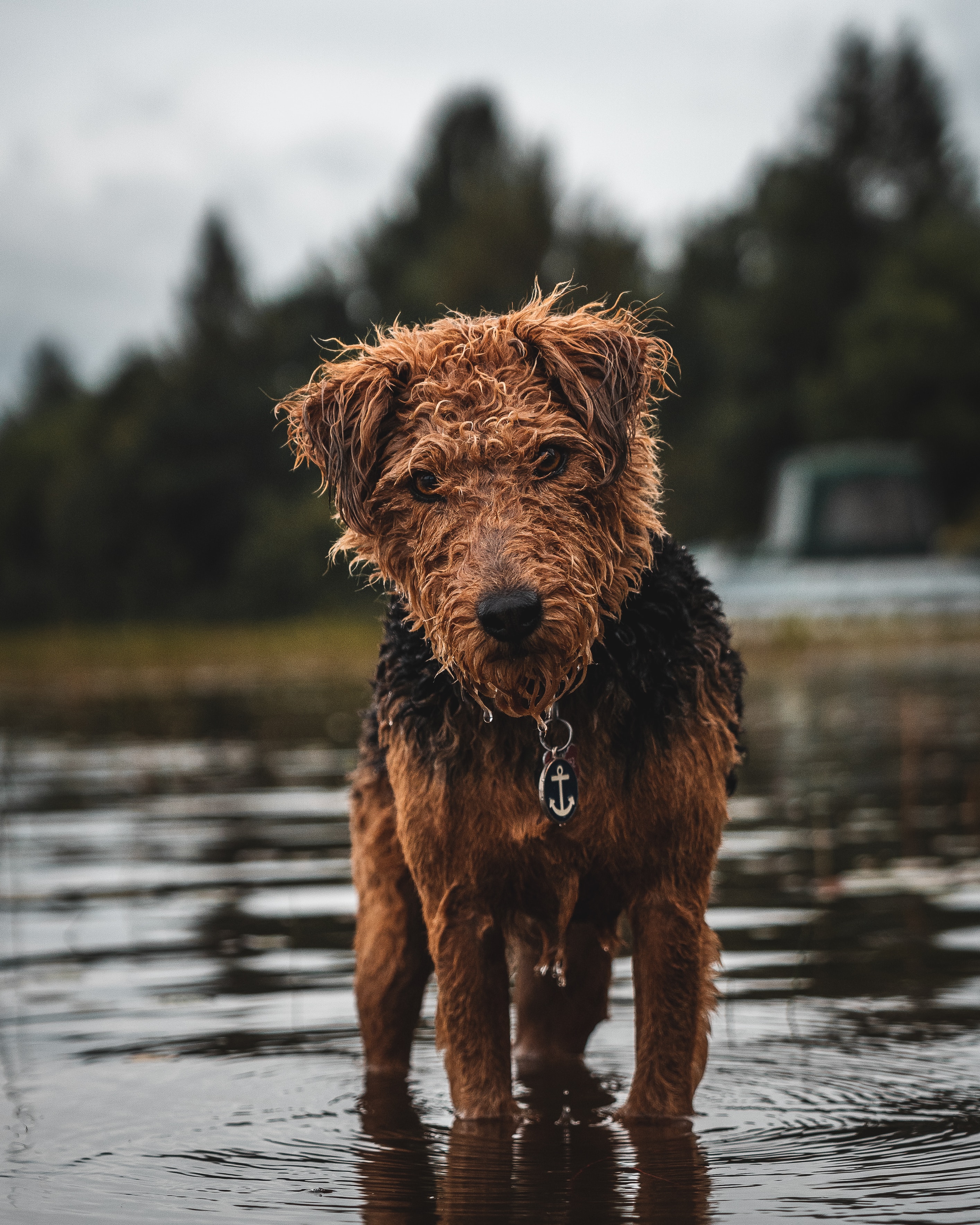 animals, dog, wet, pet, sight, opinion, airedale, erdel terrier
