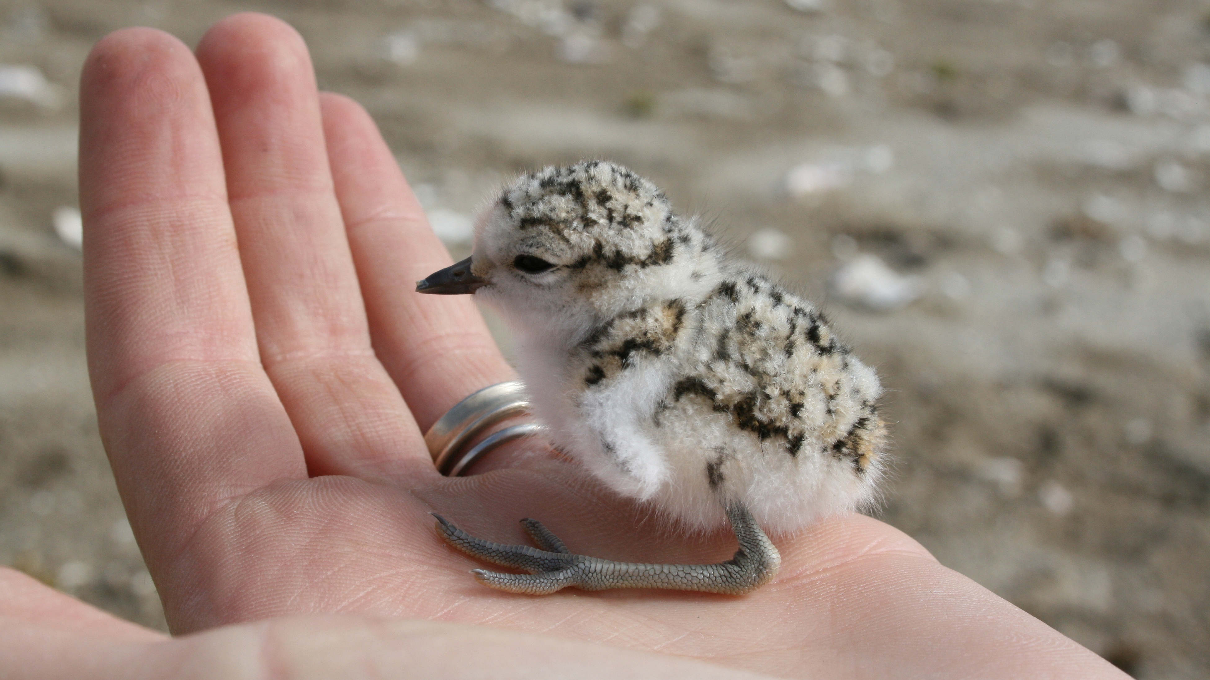 Handy-Wallpaper Vogel, Vögel, Tiere kostenlos herunterladen.