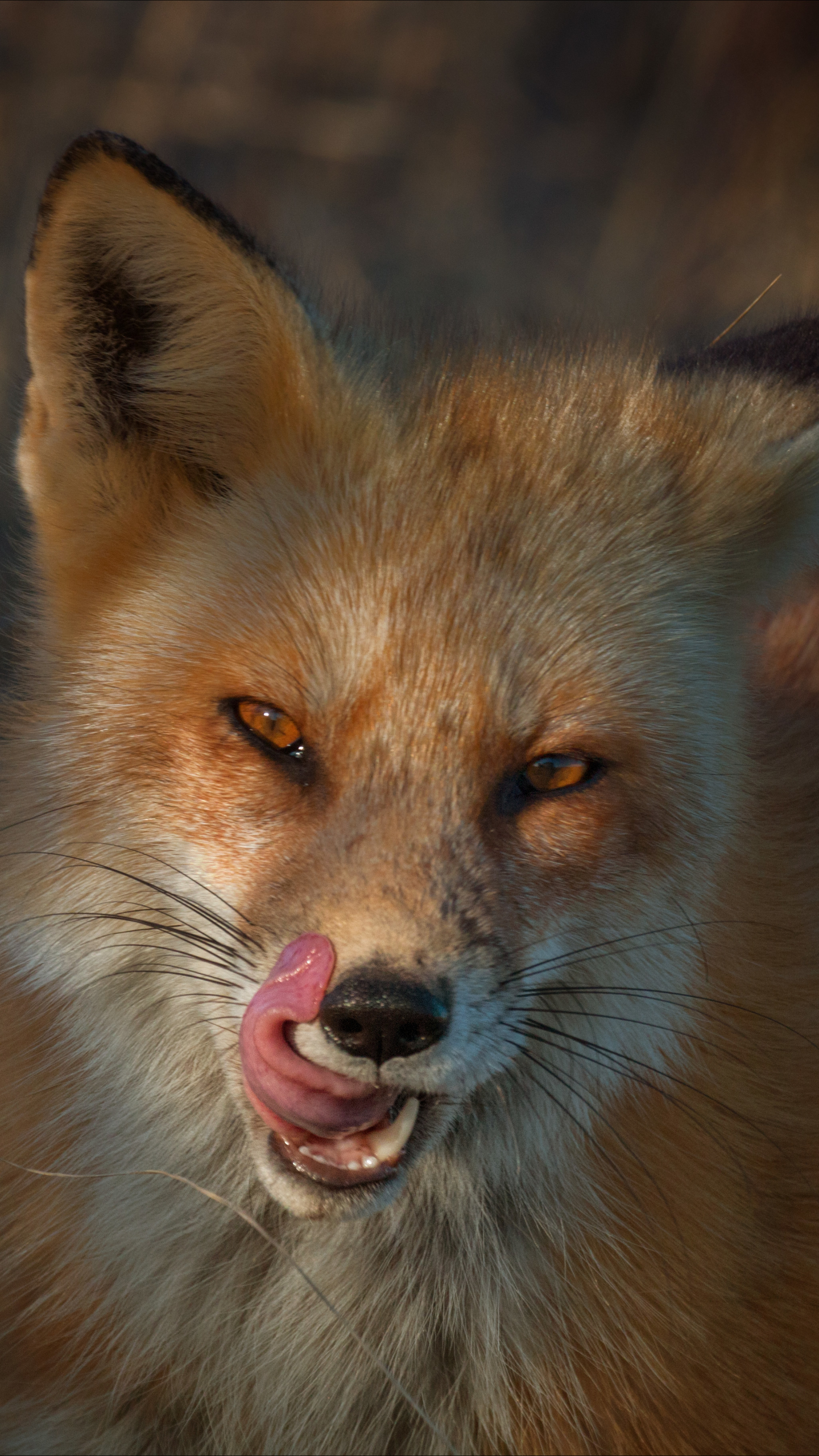 Download mobile wallpaper Fox, Animal for free.