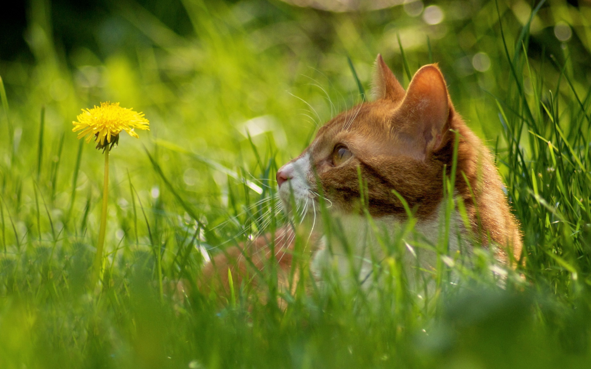 Descarga gratuita de fondo de pantalla para móvil de Animales, Gatos, Gato.