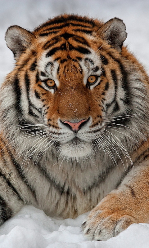1164538 Hintergrundbild herunterladen tiere, tiger, schnee, sibirischer tiger, amur tiger, katzen - Bildschirmschoner und Bilder kostenlos