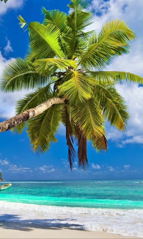 Скачать картинку Пляж, Песок, Пальмы, Пальма, Тропики, Земля/природа в телефон бесплатно.