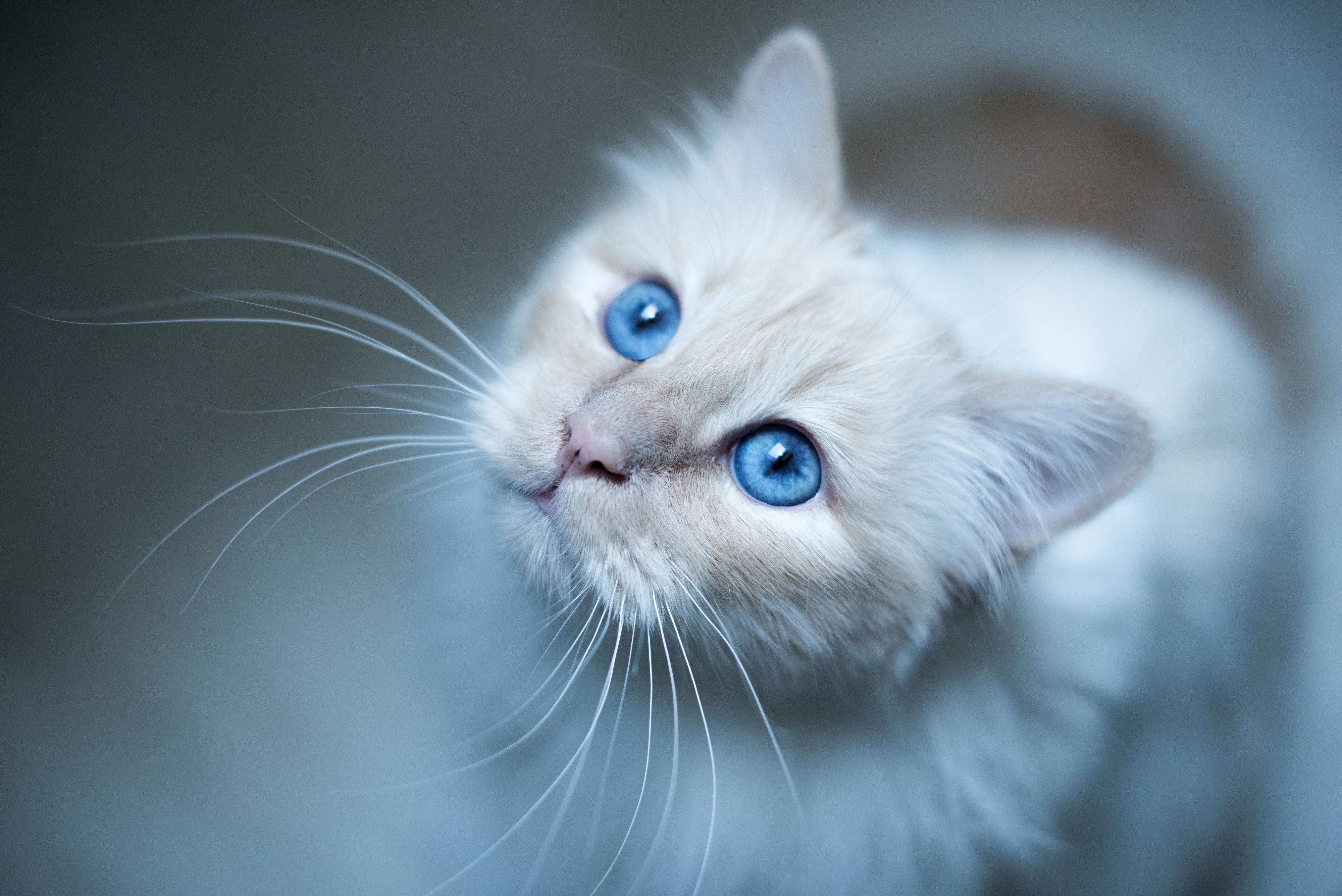 120154 télécharger le fond d'écran chat, aux yeux bleus, yeux bleus, animaux, museau, muselière, chat birman - économiseurs d'écran et images gratuitement