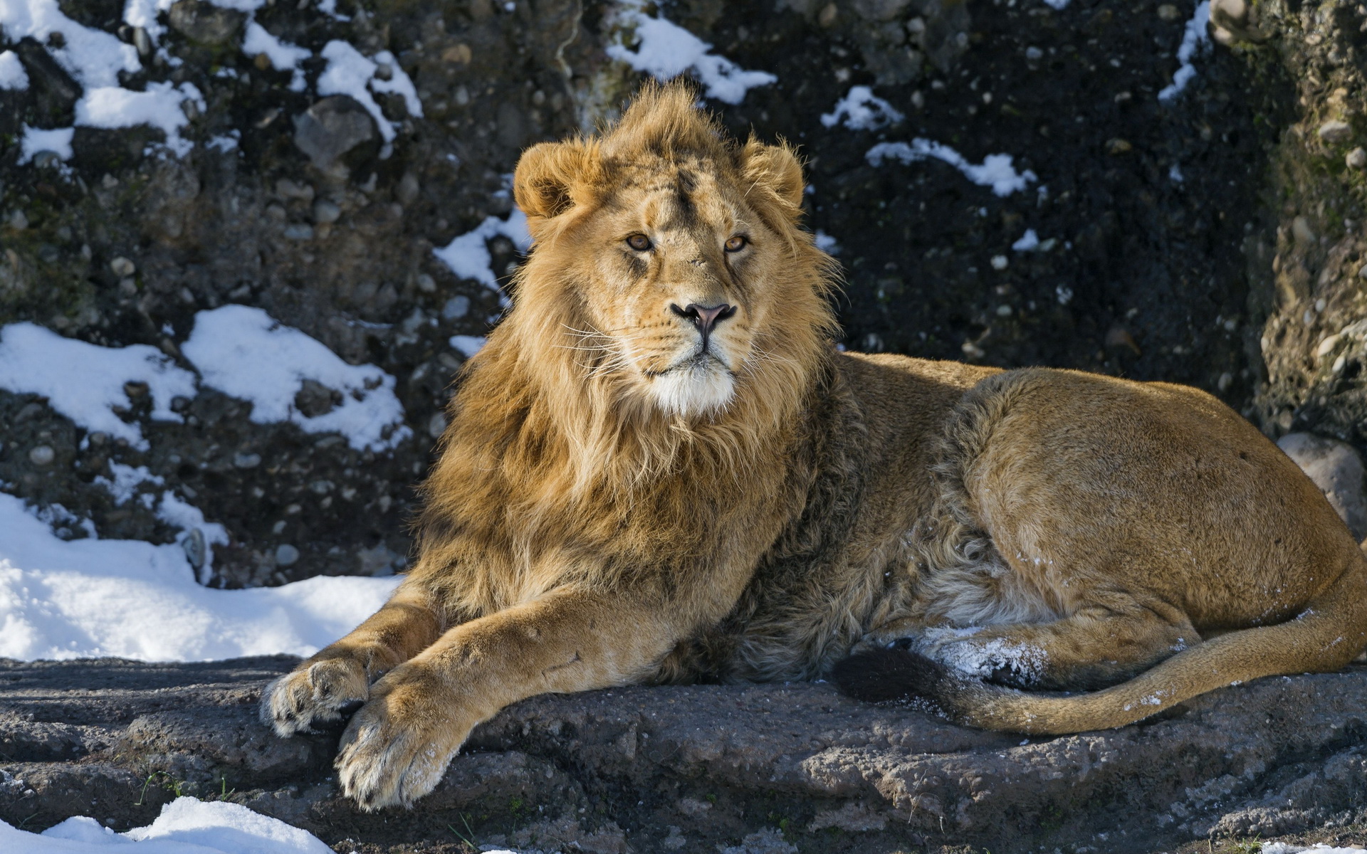 Téléchargez gratuitement l'image Animaux, Chats, Lion sur le bureau de votre PC