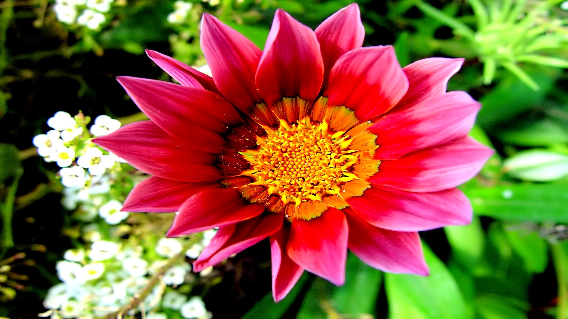 Descarga gratis la imagen Flores, Dalia, Tierra/naturaleza en el escritorio de tu PC