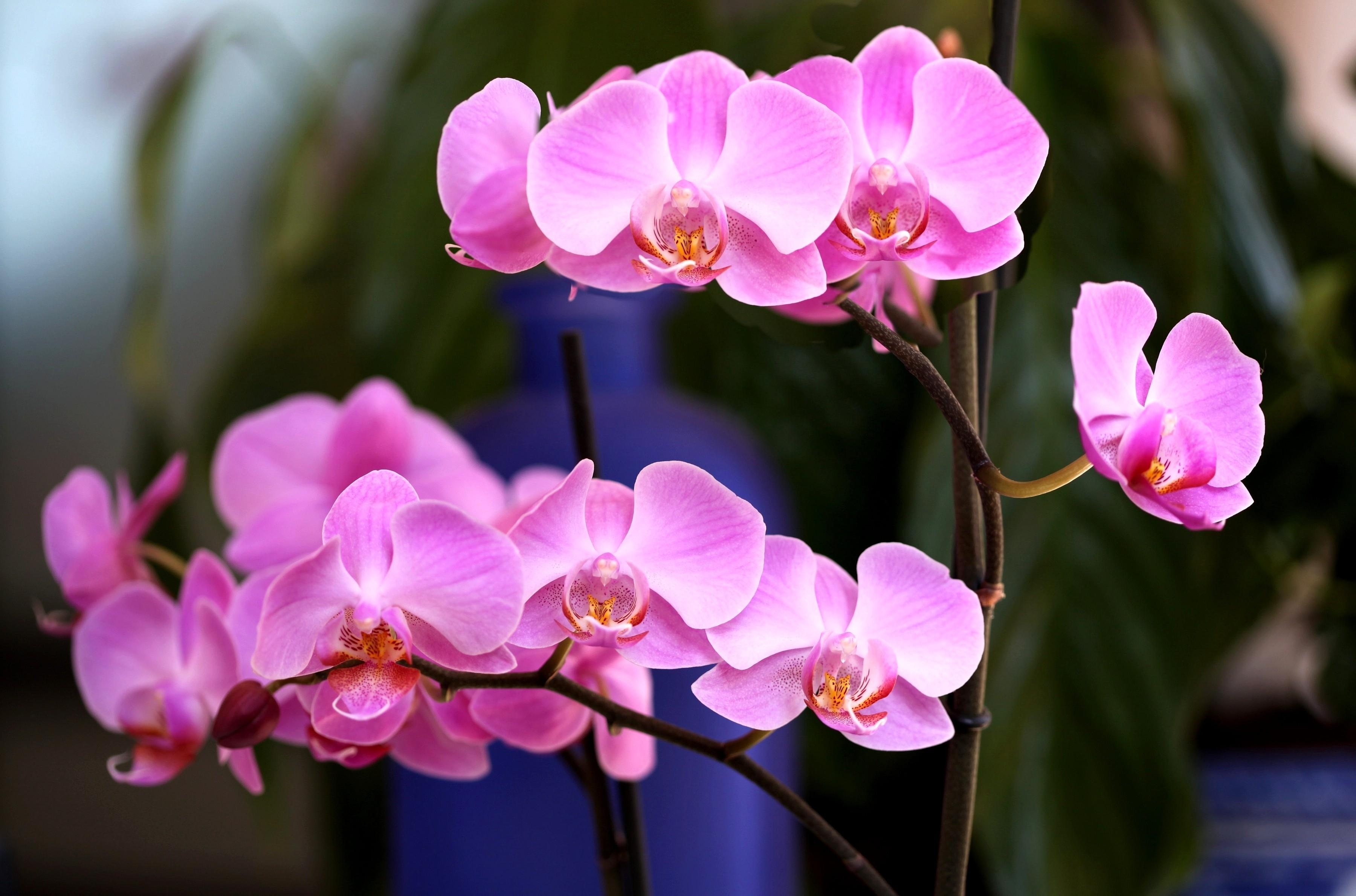 Download mobile wallpaper Branch, Close Up, Flower, Orchid, Flowers, Pink for free.