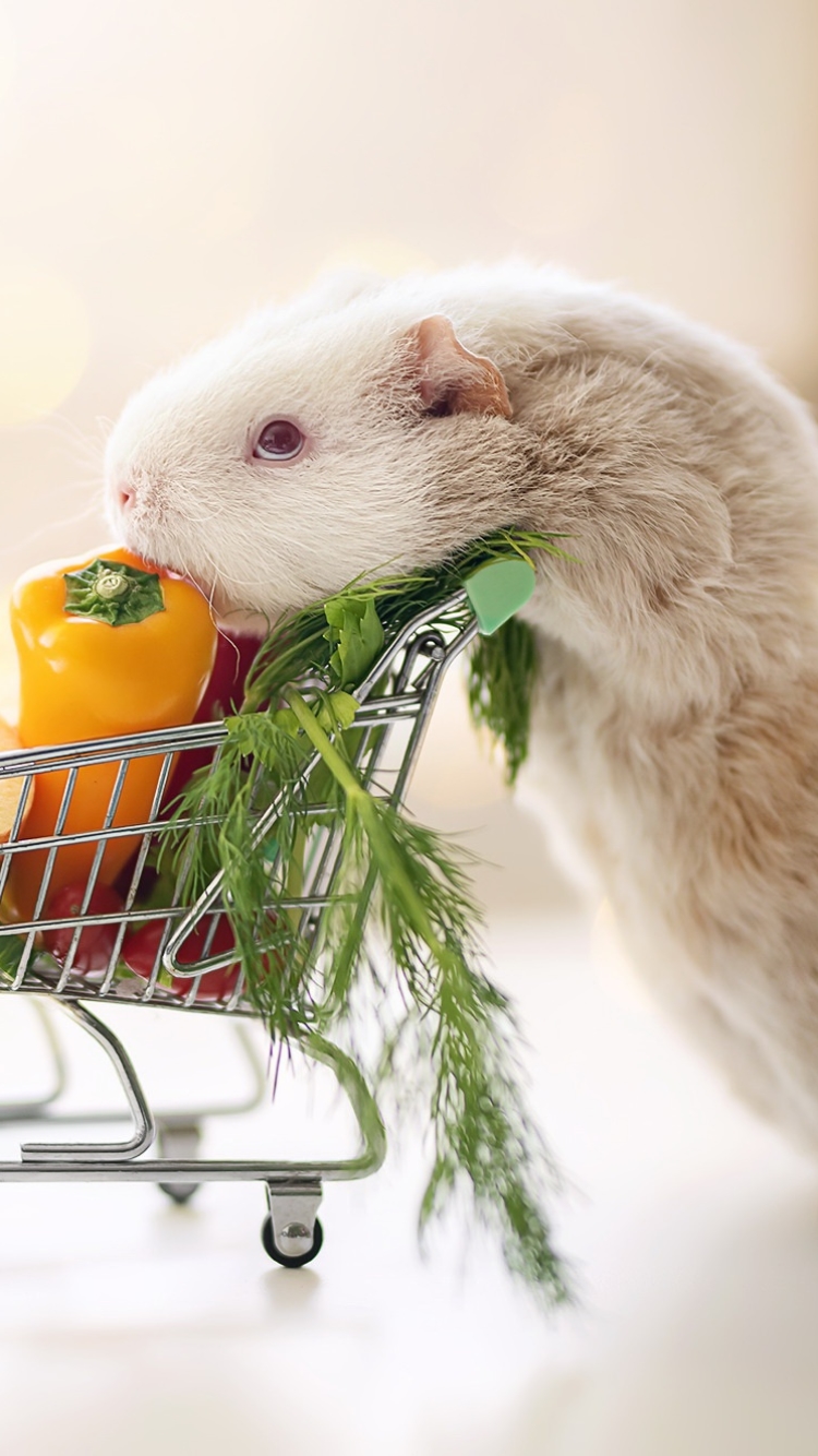 Download mobile wallpaper Animal, Guinea Pig, Cart, Vegetable for free.