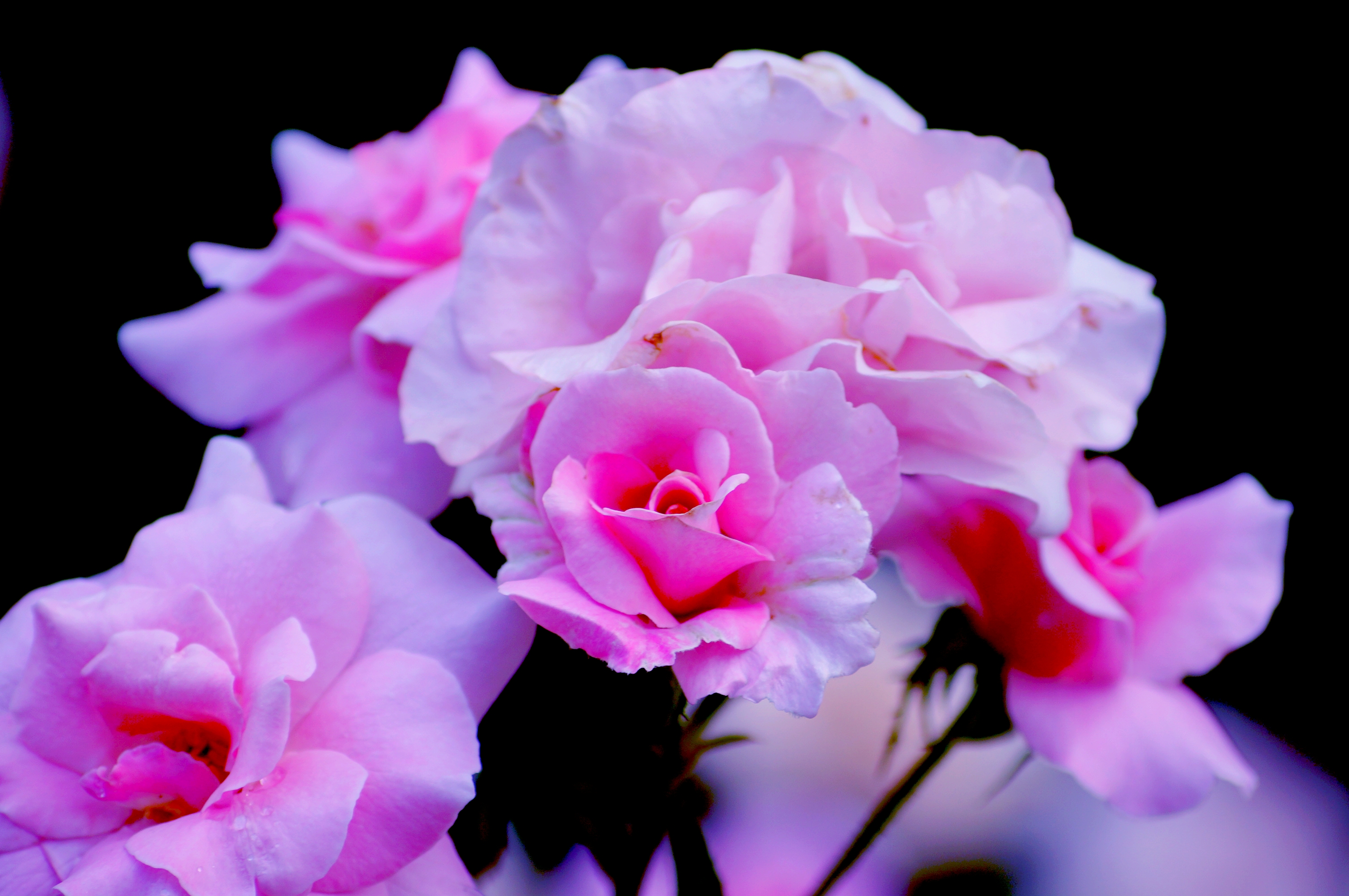 Free download wallpaper Flowers, Flower, Rose, Earth, Pink Flower on your PC desktop