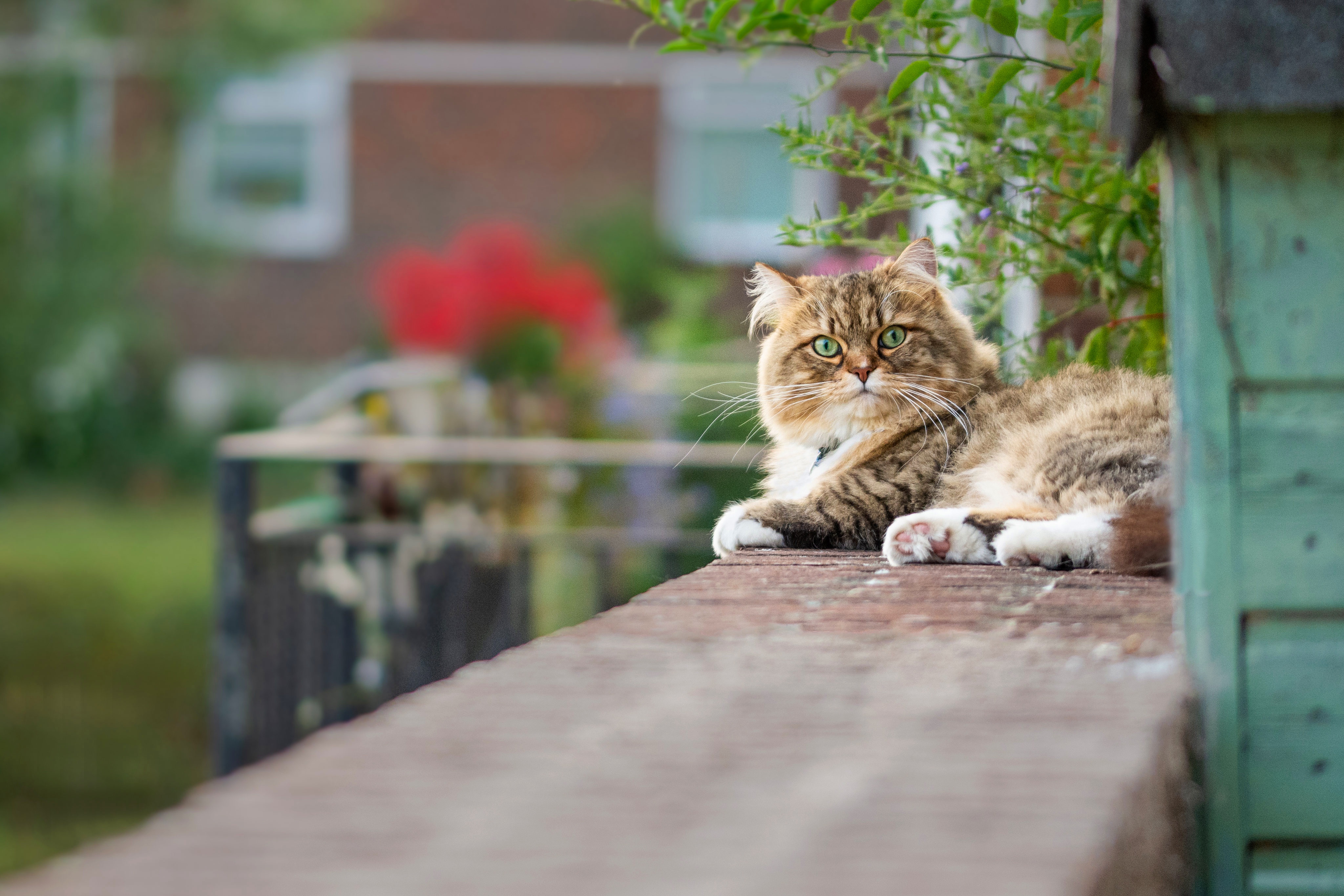 Handy-Wallpaper Katze, Katzen, Tiere kostenlos herunterladen.