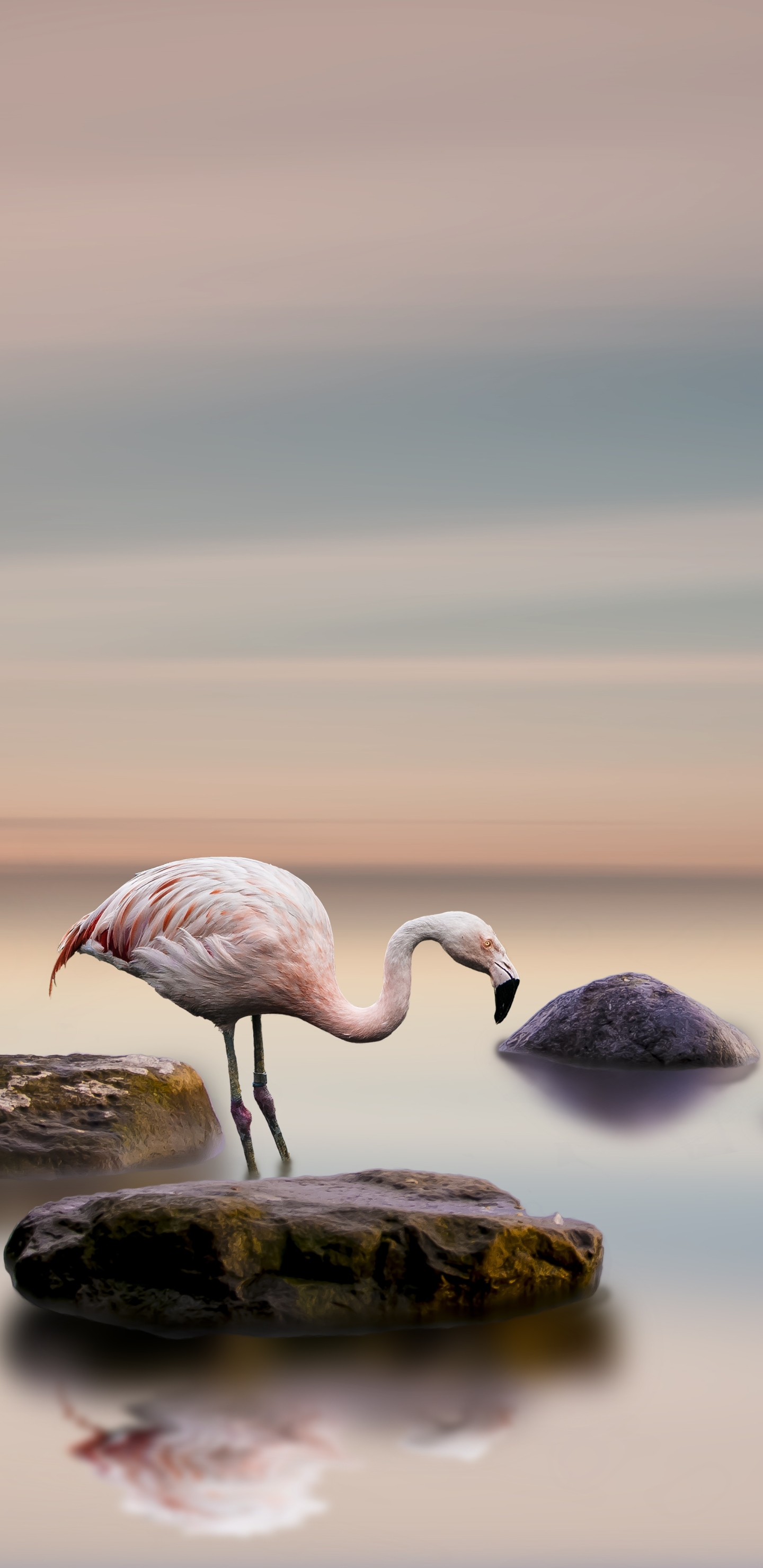 Free download wallpaper Birds, Flamingo, Horizon, Bird, Animal on your PC desktop