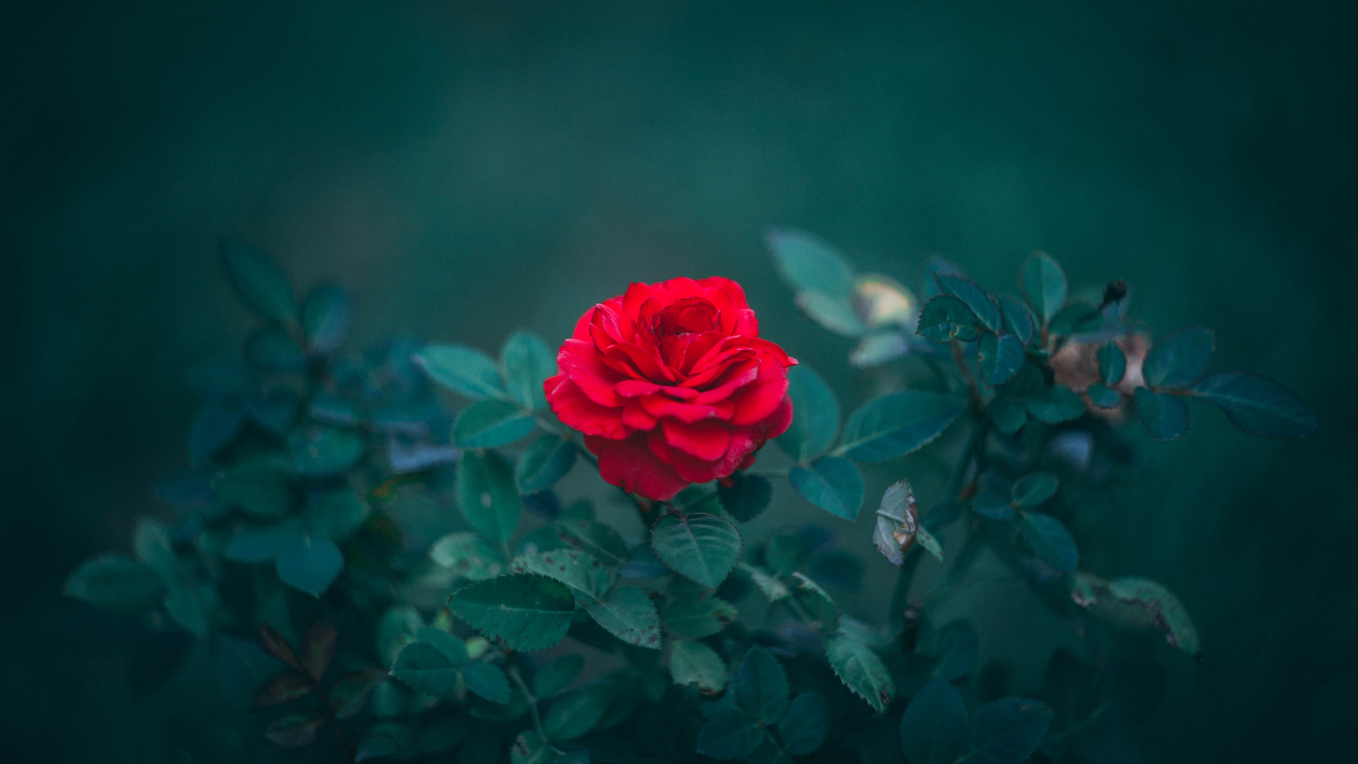 smooth, bud, leaves, rose flower, red, flowers, bush, rose, blur download HD wallpaper