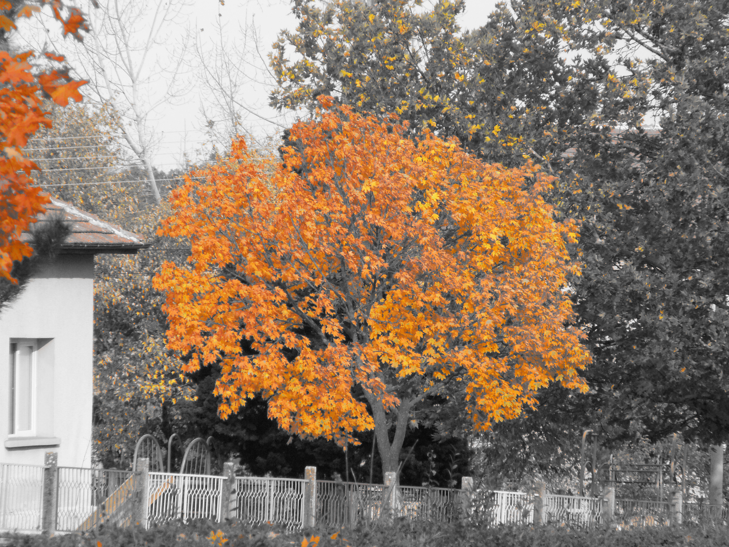 Laden Sie das Herbst, Fotografie-Bild kostenlos auf Ihren PC-Desktop herunter