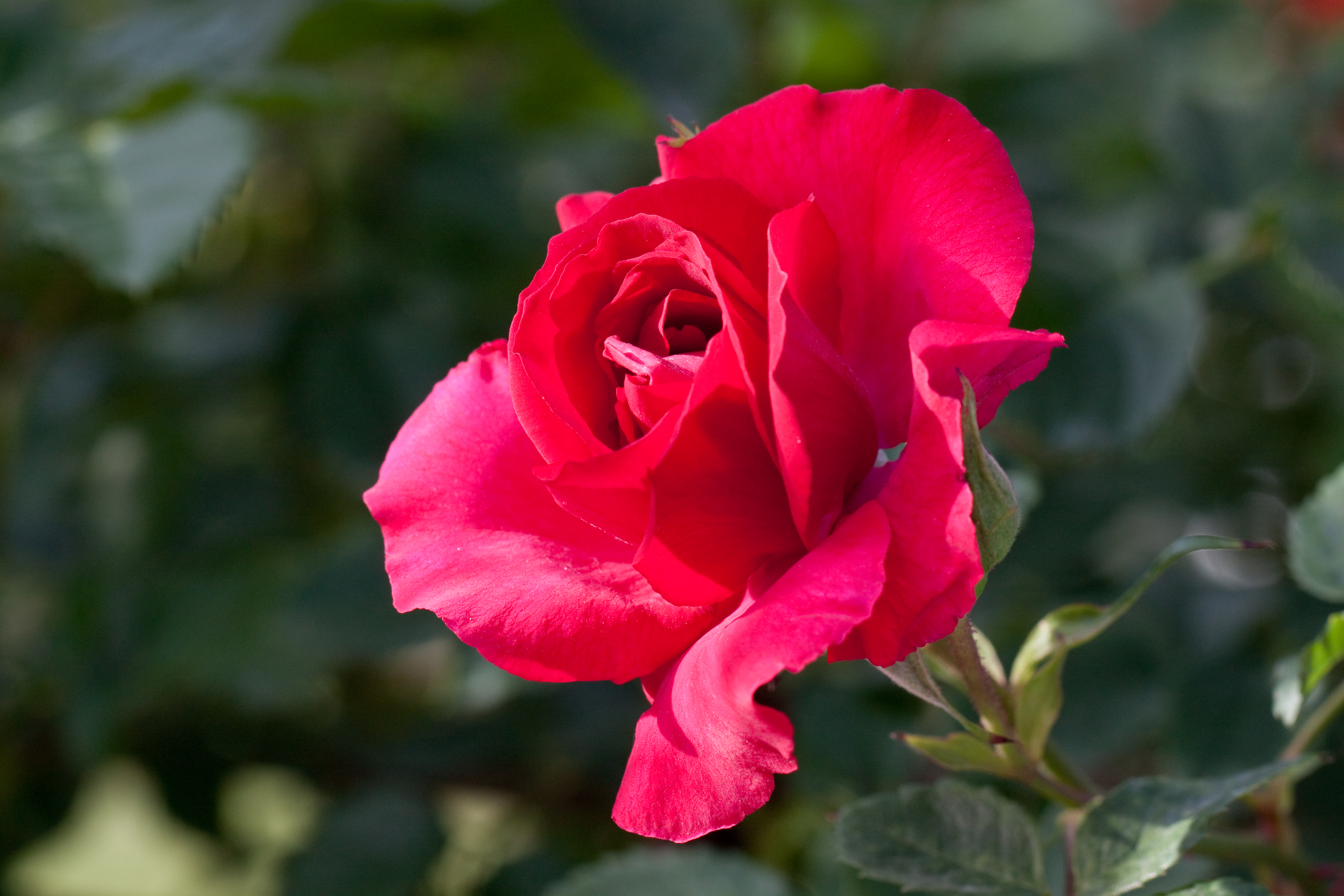 Téléchargez gratuitement l'image Fleurs, Rose, Terre/nature sur le bureau de votre PC