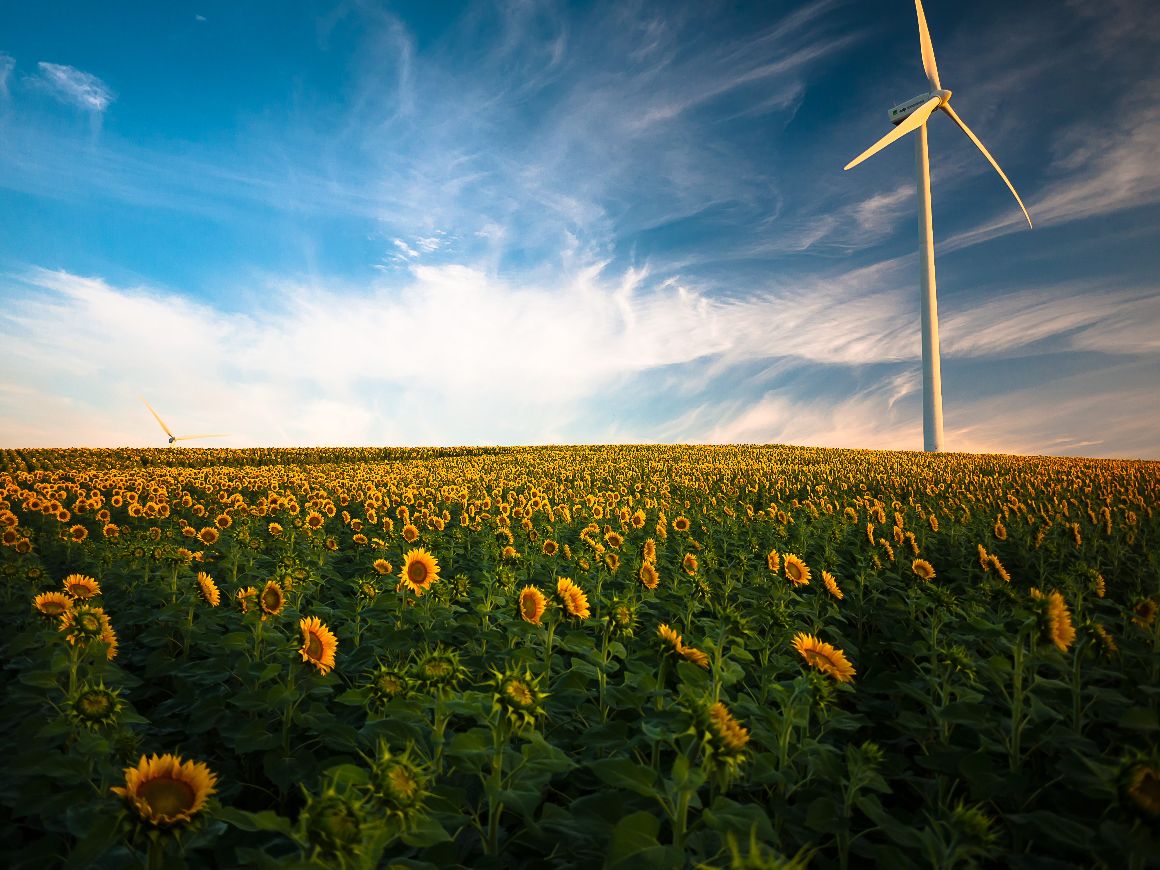 817606 скачать картинку лето, сделано человеком, ветряная турбина, поле, цветок, желтый цветок - обои и заставки бесплатно
