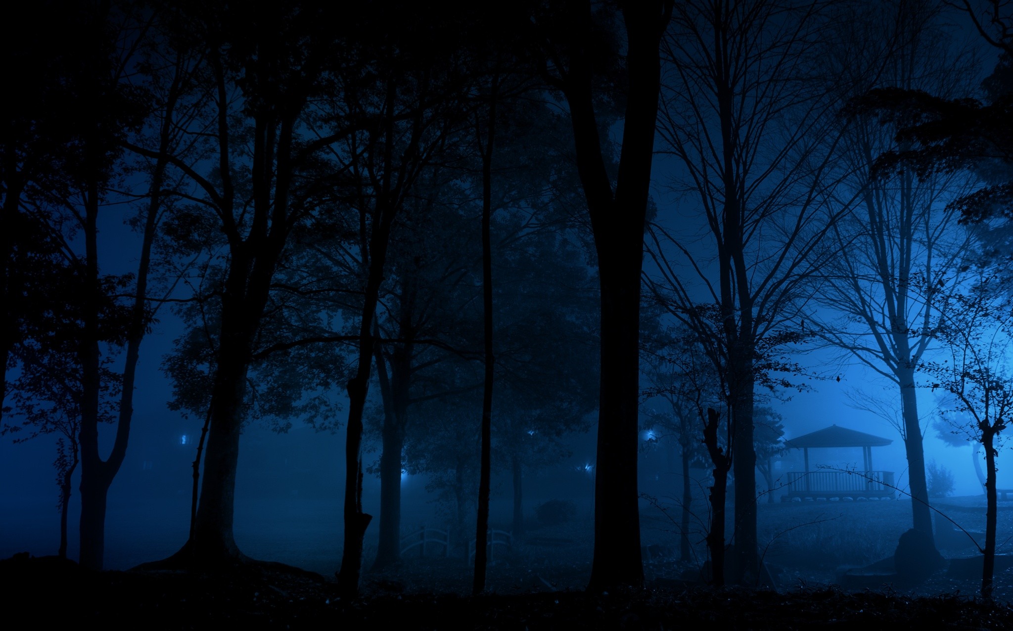 Laden Sie das Dunkel, Wald, Park, Baum, Erde, Fotografie, Nacht-Bild kostenlos auf Ihren PC-Desktop herunter