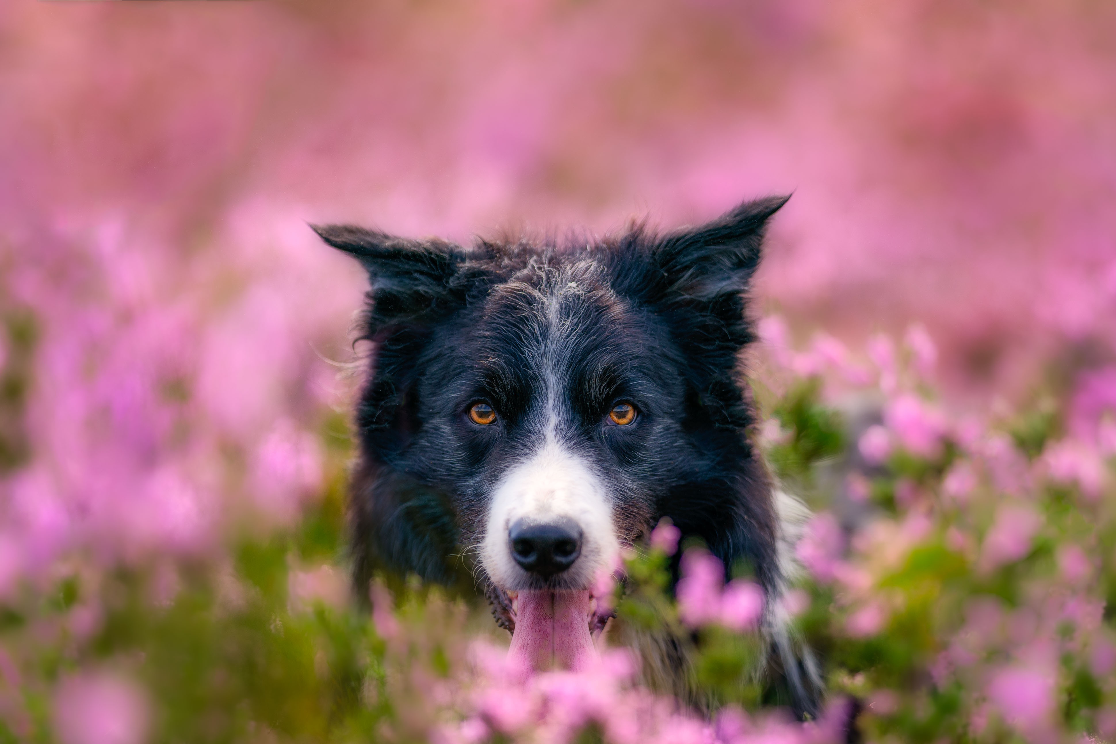 Download mobile wallpaper Dogs, Flower, Dog, Animal, Border Collie for free.