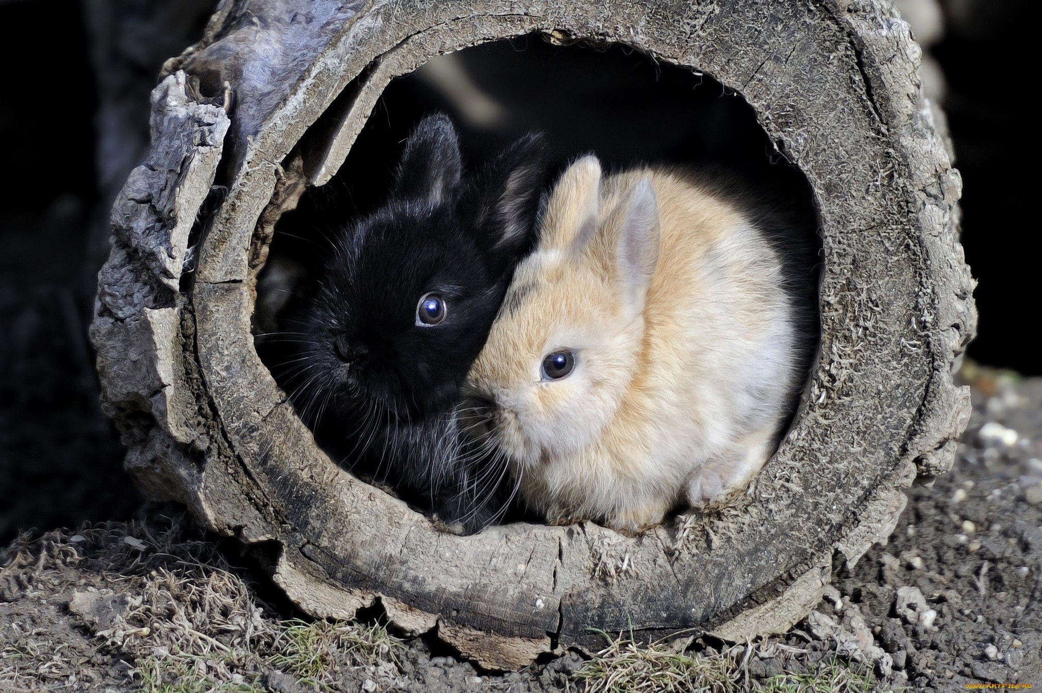 PCデスクトップに動物, うさぎ画像を無料でダウンロード