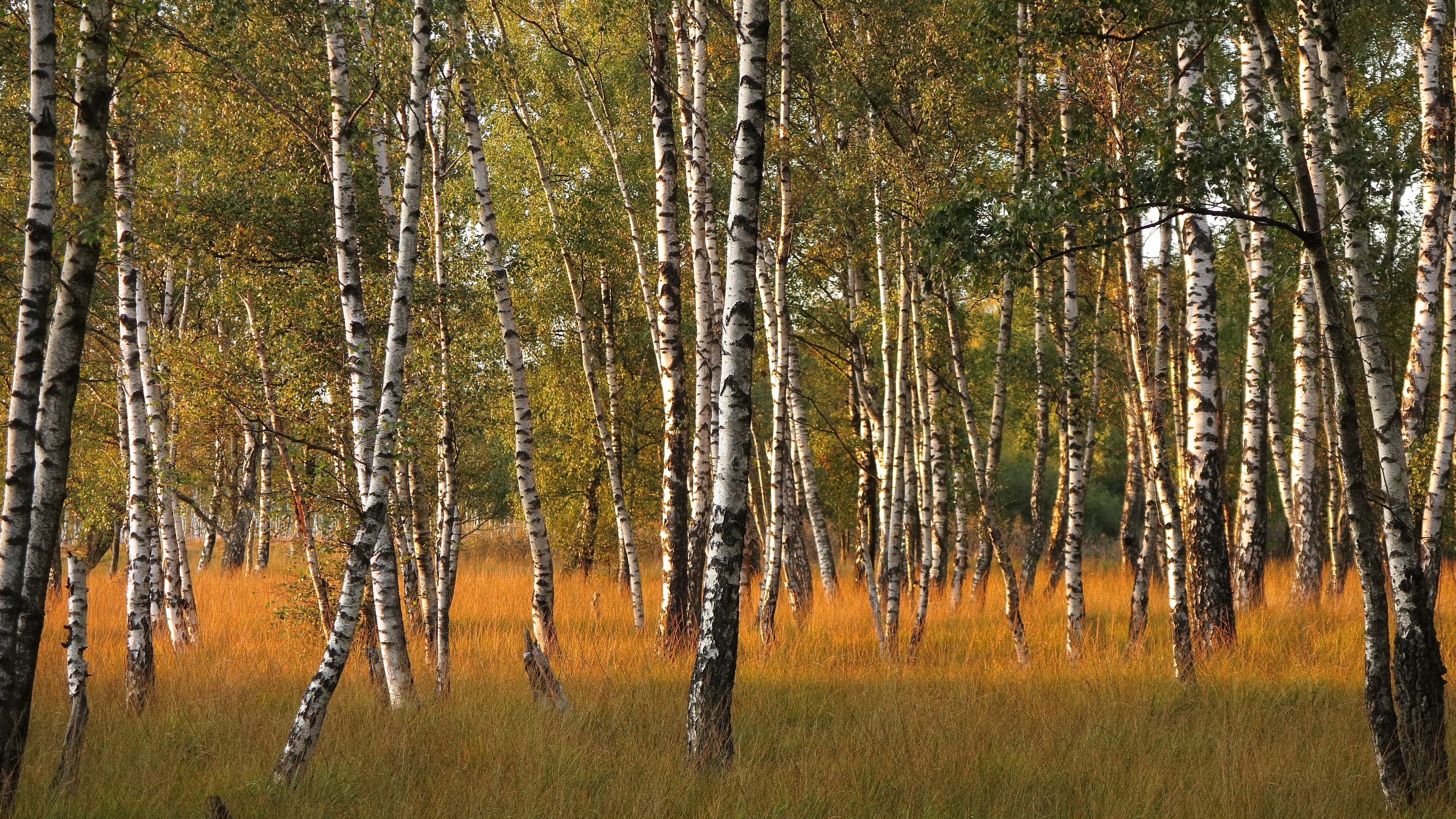 Laden Sie das Natur, Birken, Wald, Erde/natur-Bild kostenlos auf Ihren PC-Desktop herunter