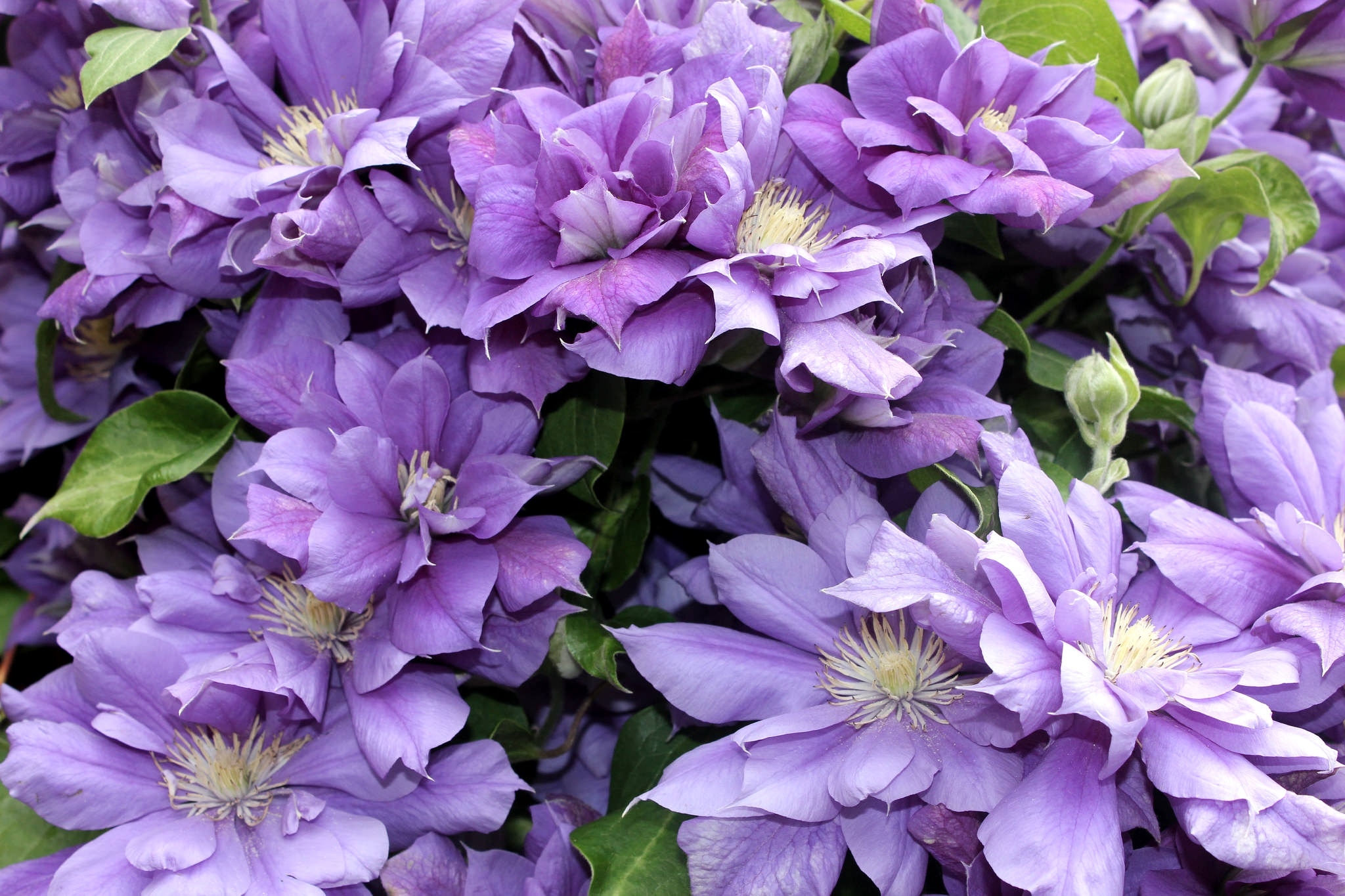 earth, clematis