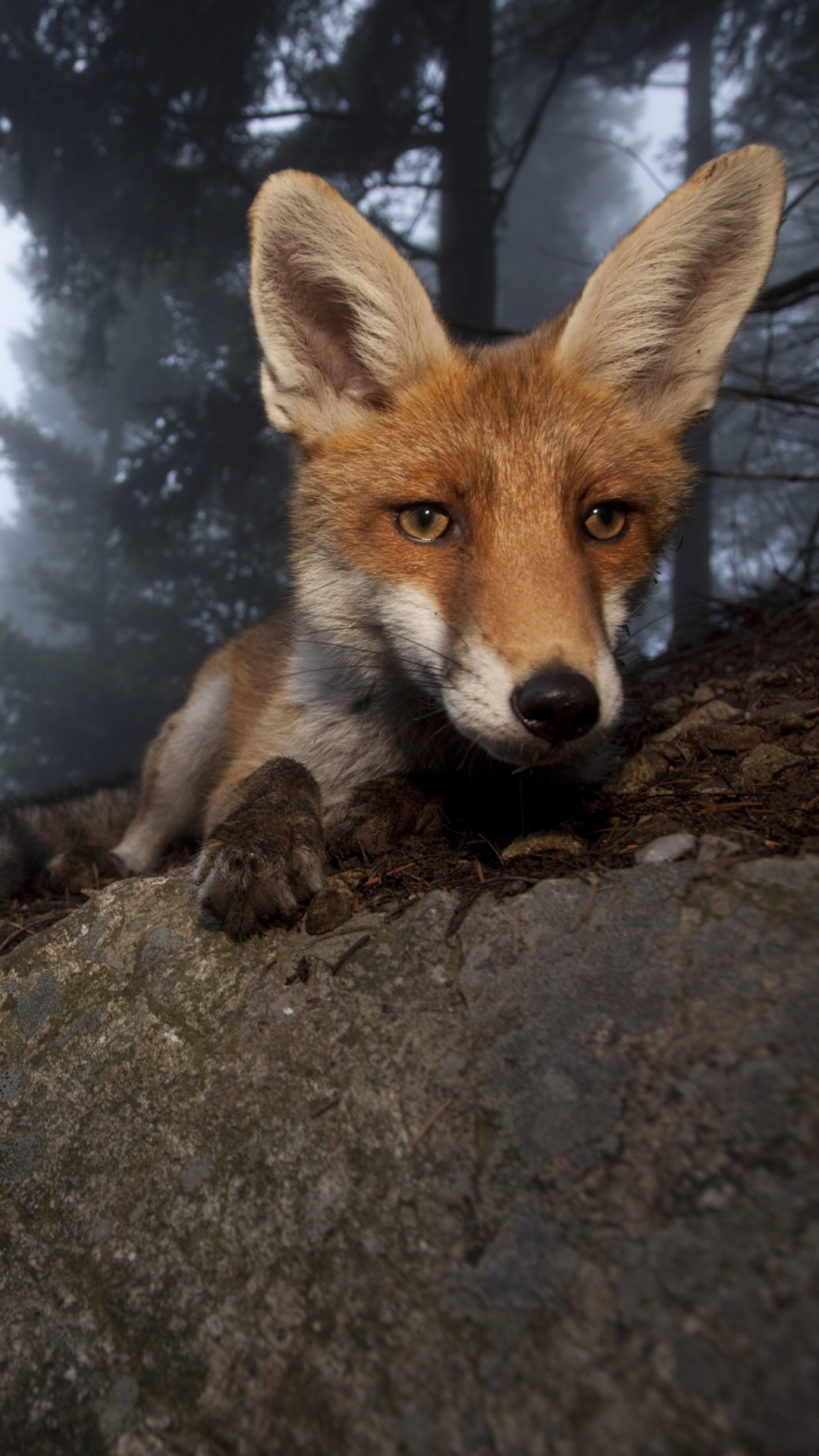 Download mobile wallpaper Fox, Animal, Head, Face for free.