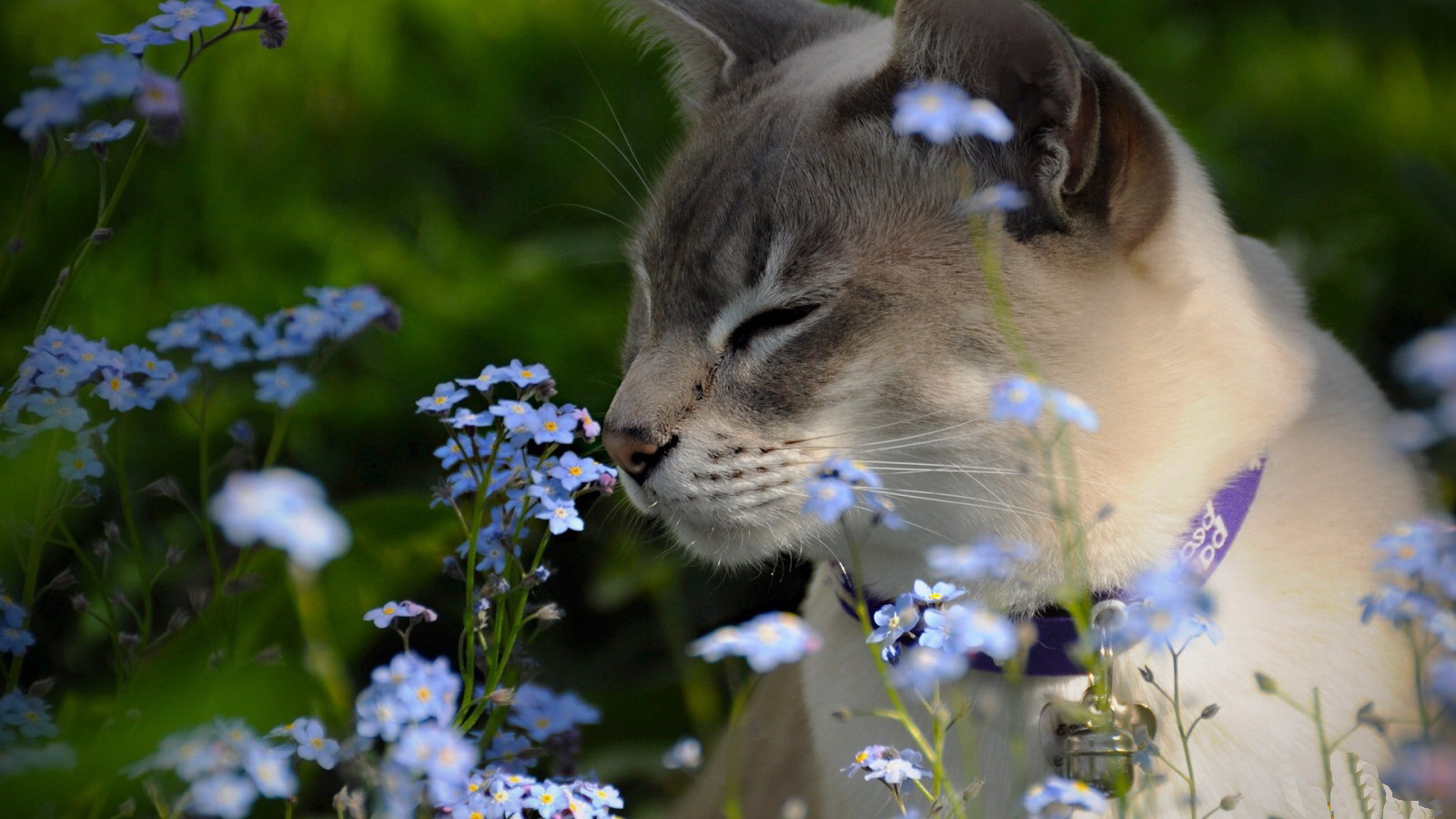 Descarga gratis la imagen Animales, Gatos, Gato en el escritorio de tu PC