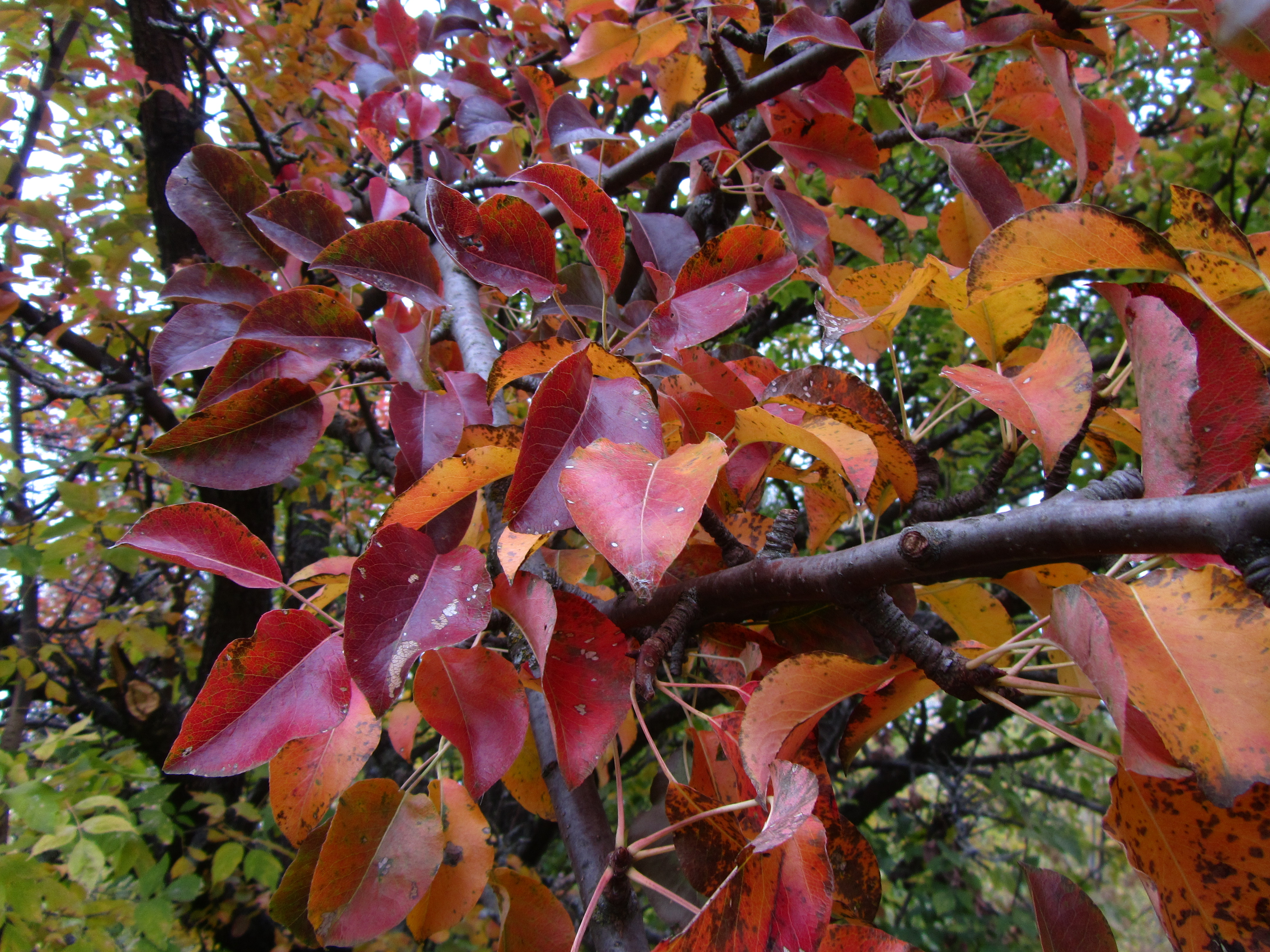 Baixe gratuitamente a imagem Folha, Terra/natureza na área de trabalho do seu PC