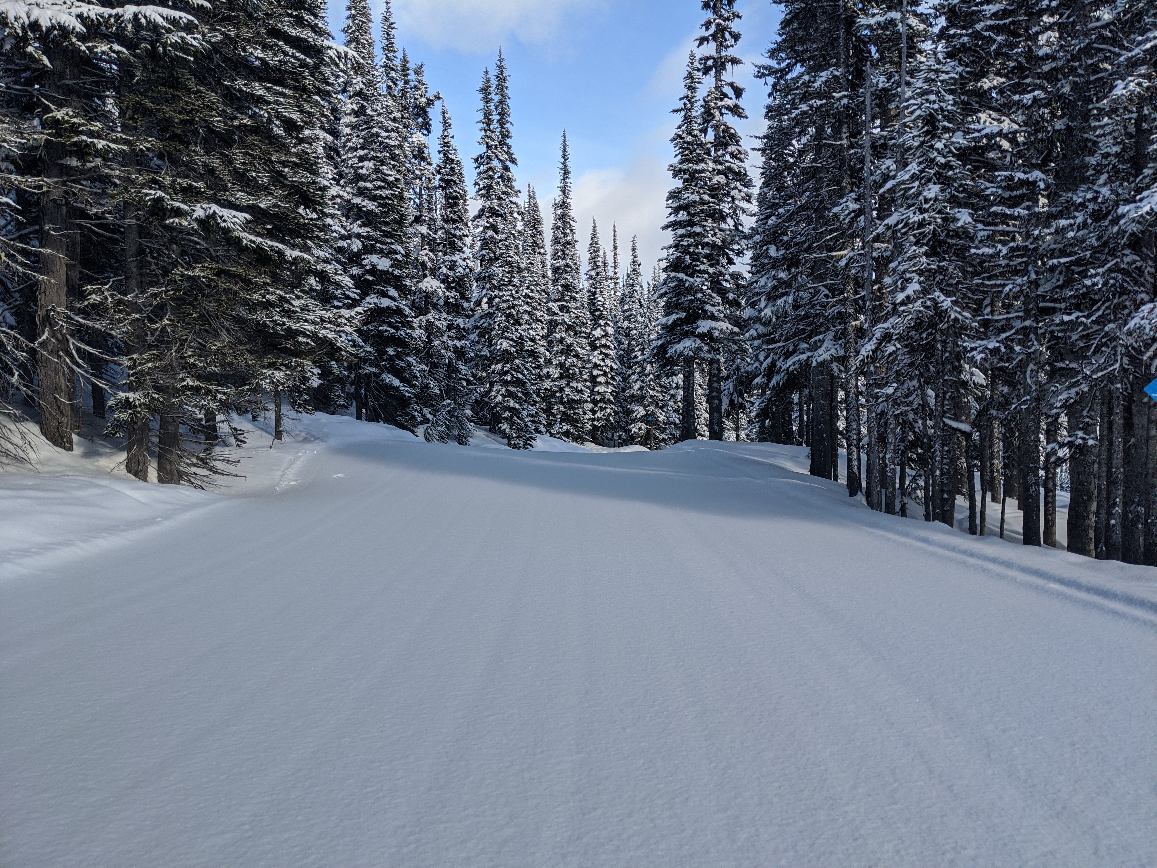 PCデスクトップに冬, 自然, 木, 松, 雪, 森林, 森画像を無料でダウンロード