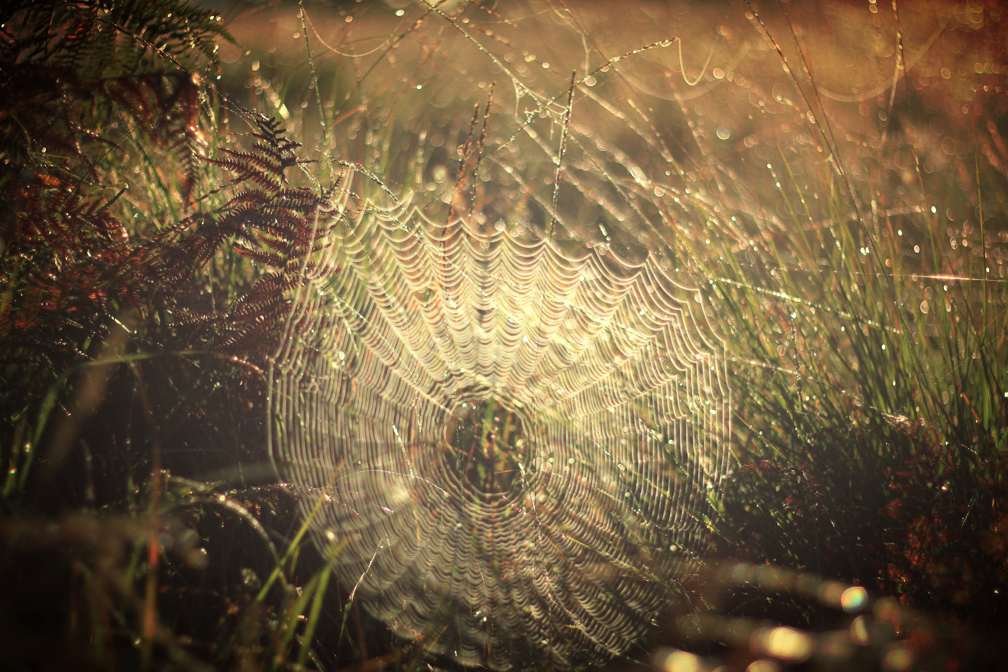 Download mobile wallpaper Nature, Grass, Sunny, Photography, Spider Web for free.