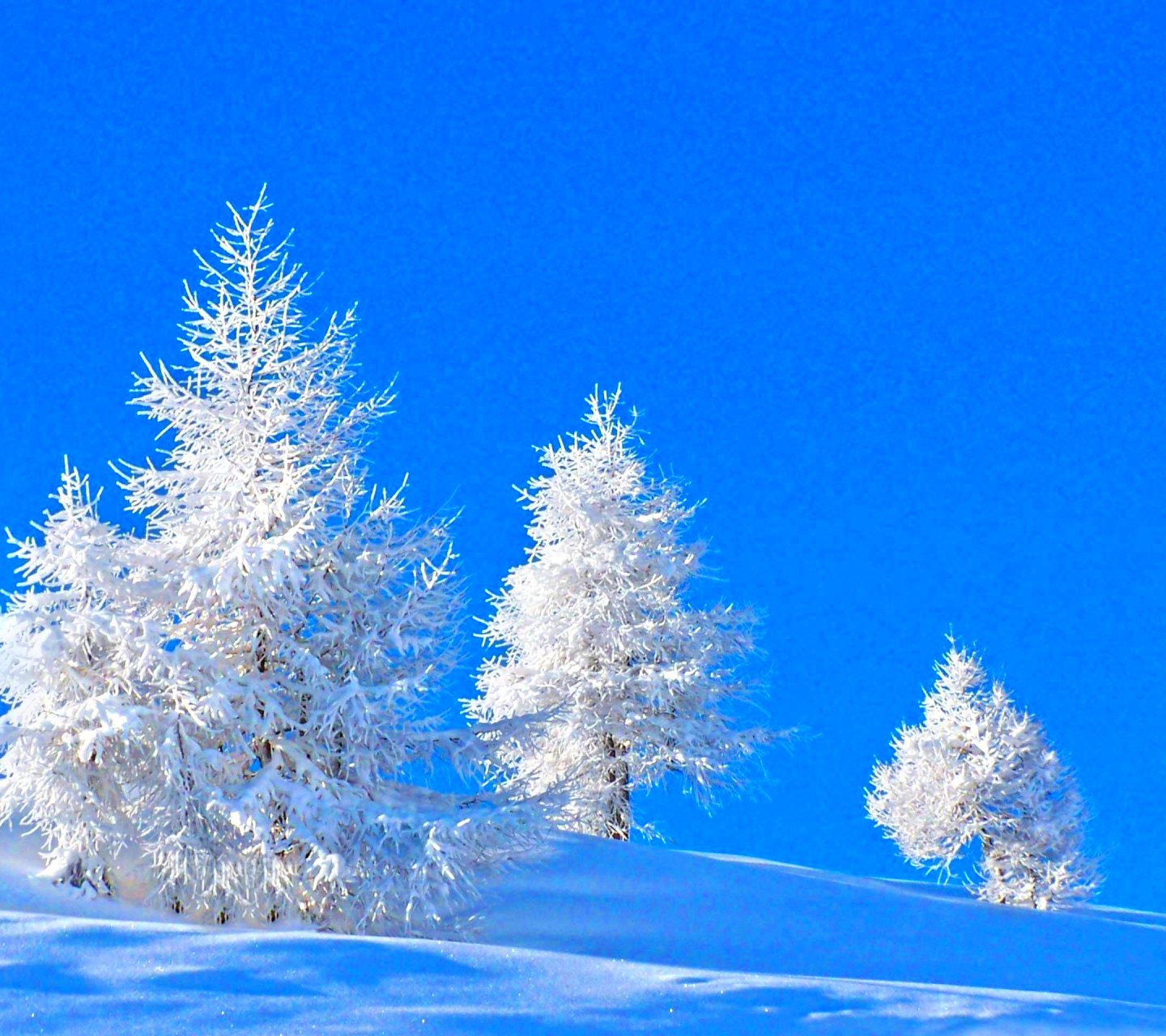 Скачати мобільні шпалери Зима, Природа, Сніг, Дерево, Синій, Земля безкоштовно.