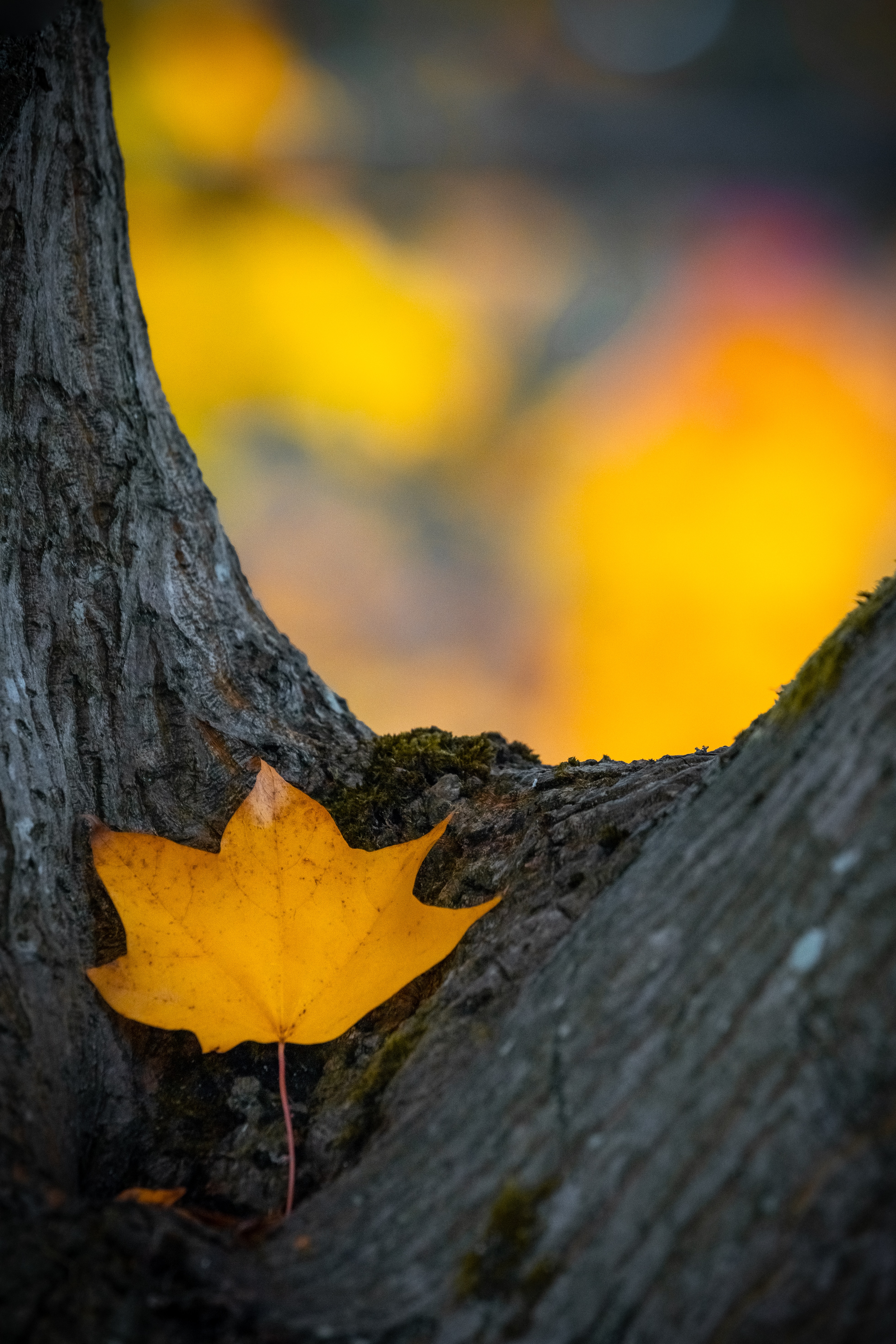 Скачать картинку Дерево, Листок, Желтый, Сухой, Природа, Осень в телефон бесплатно.