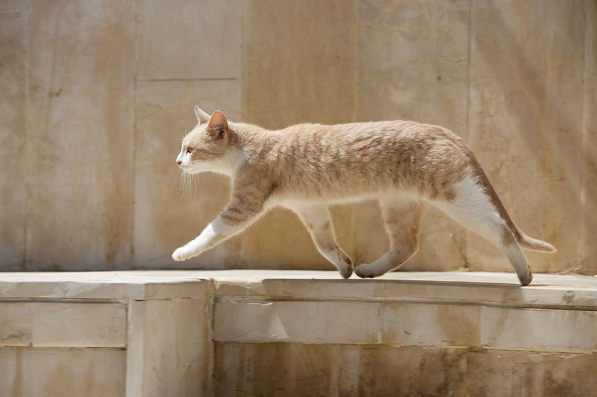 Скачати мобільні шпалери Кішка, Тварина безкоштовно.