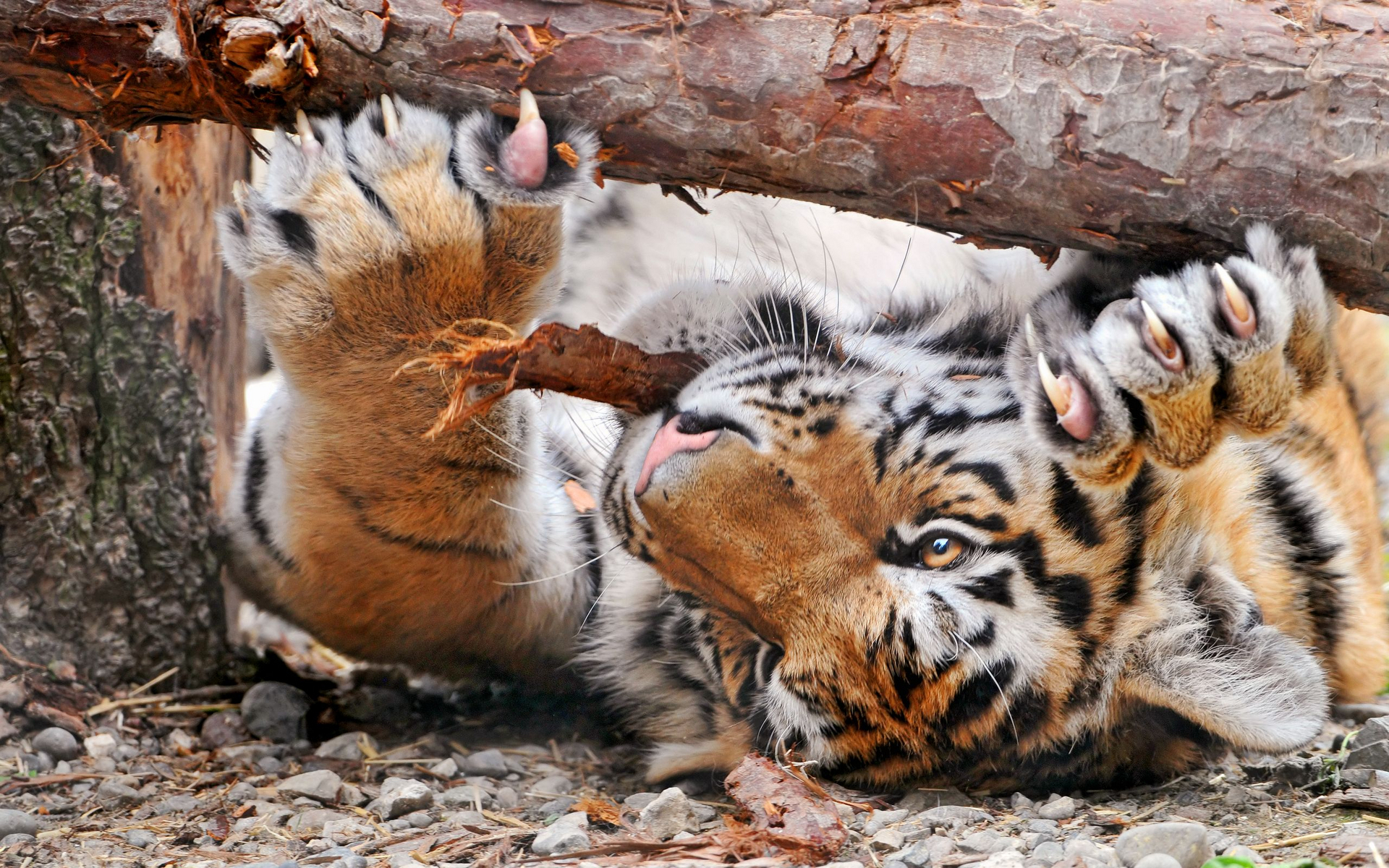 Baixar papel de parede para celular de Animais, Gatos, Tigre gratuito.