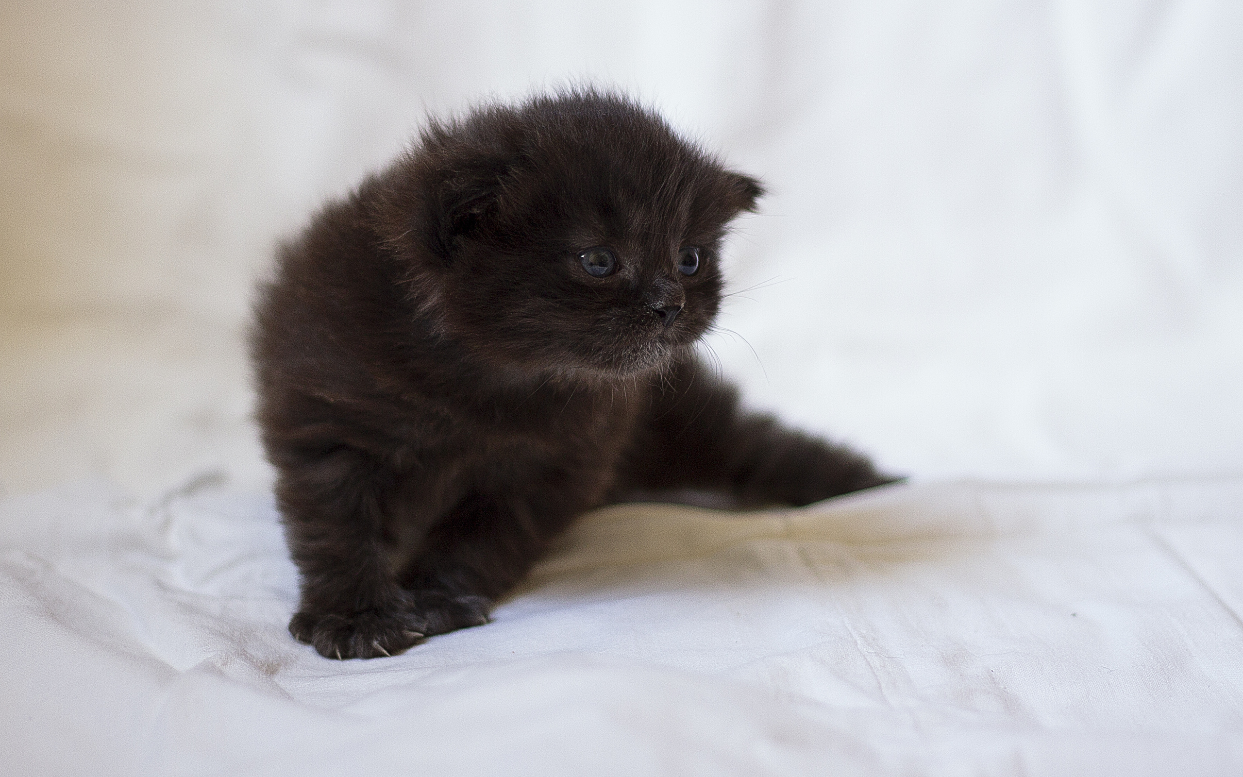 Baixe gratuitamente a imagem Animais, Gatos, Gato na área de trabalho do seu PC