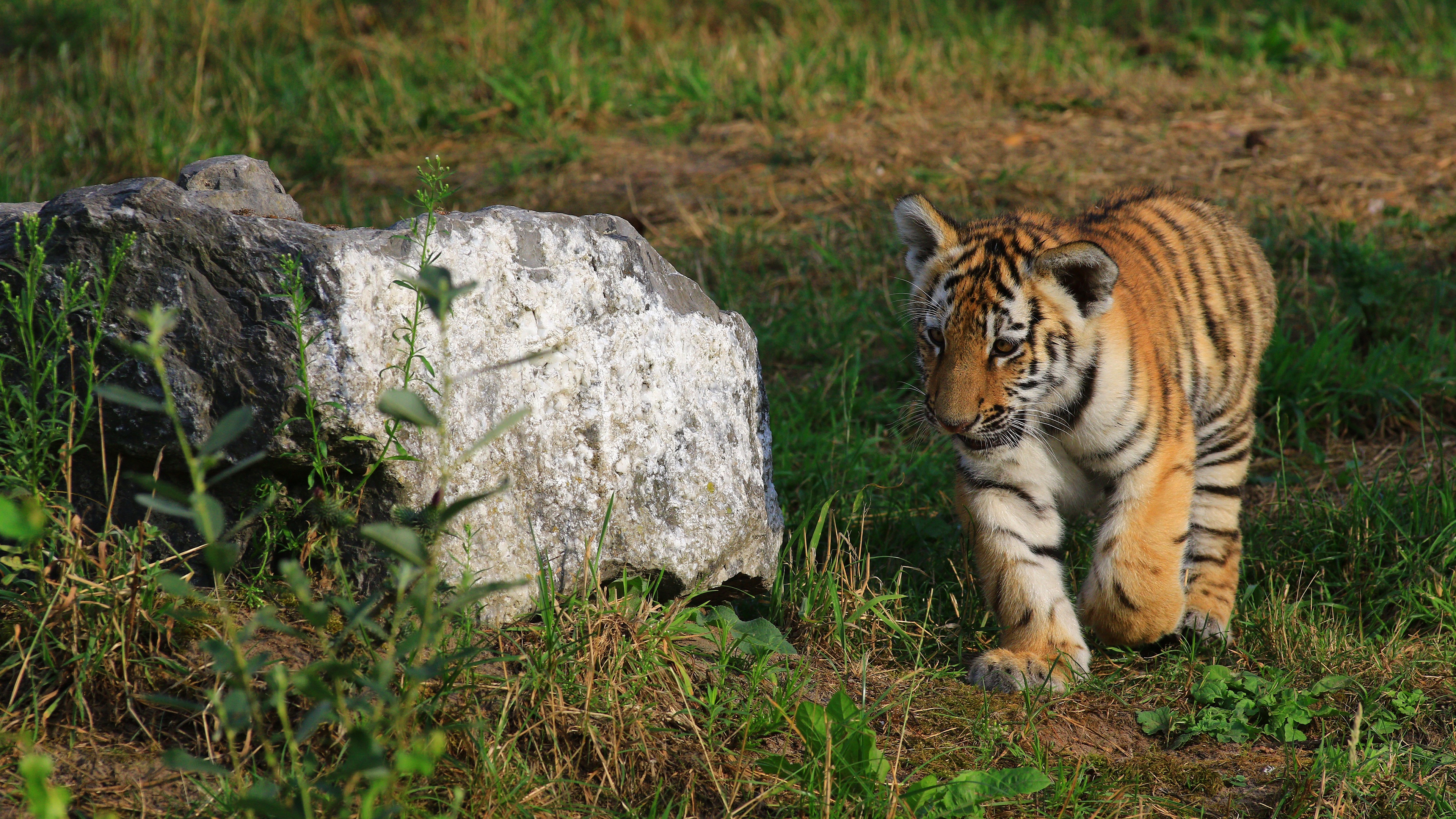 Handy-Wallpaper Tiere, Katzen, Tiger, Tierbaby, Jungtier kostenlos herunterladen.