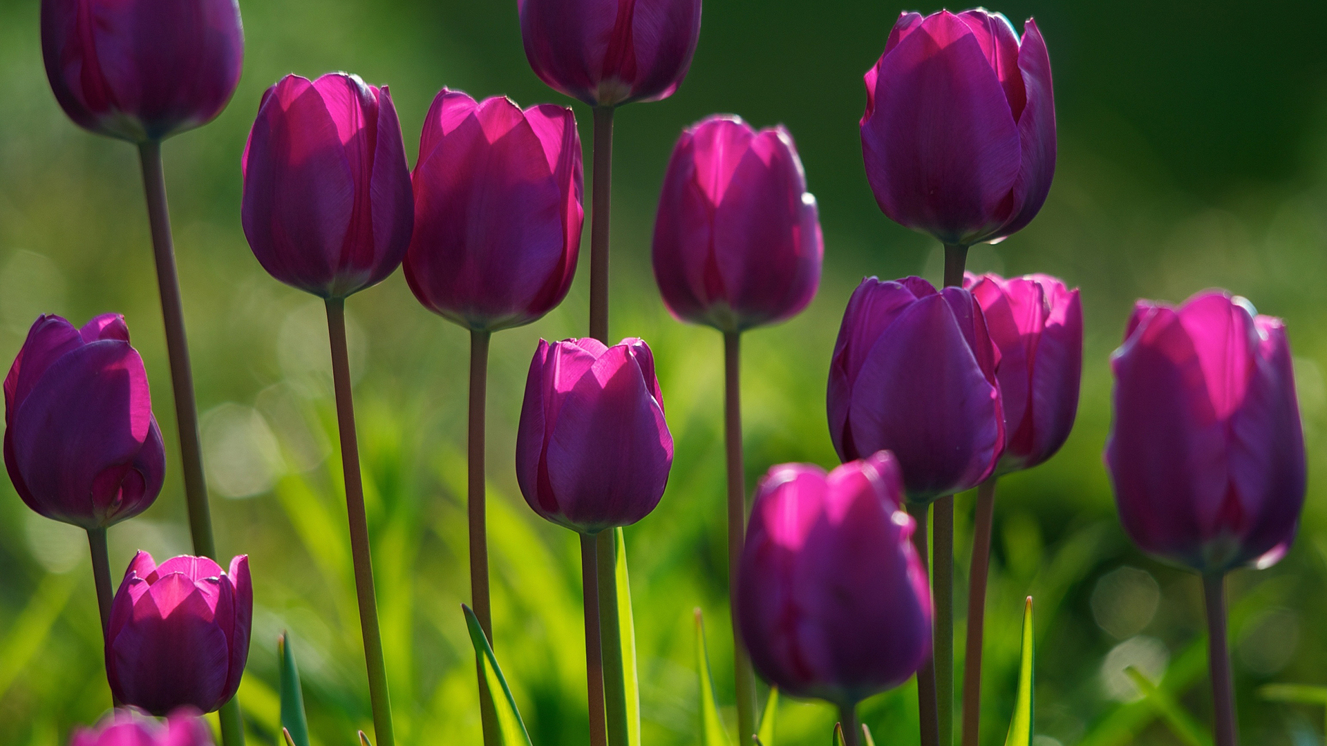 Téléchargez gratuitement l'image Tulipe, Fleurs, Fleur, Terre/nature sur le bureau de votre PC