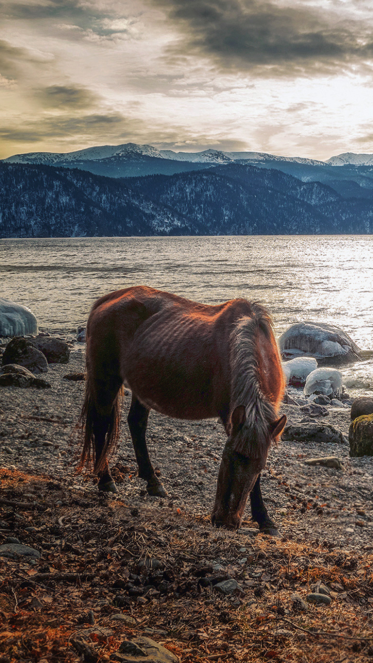 Download mobile wallpaper Nature, Water, Mountain, Animal, Horse for free.