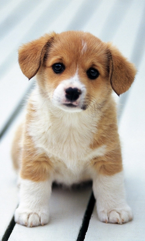 Download mobile wallpaper Dogs, Dog, Animal, Puppy, Baby Animal for free.