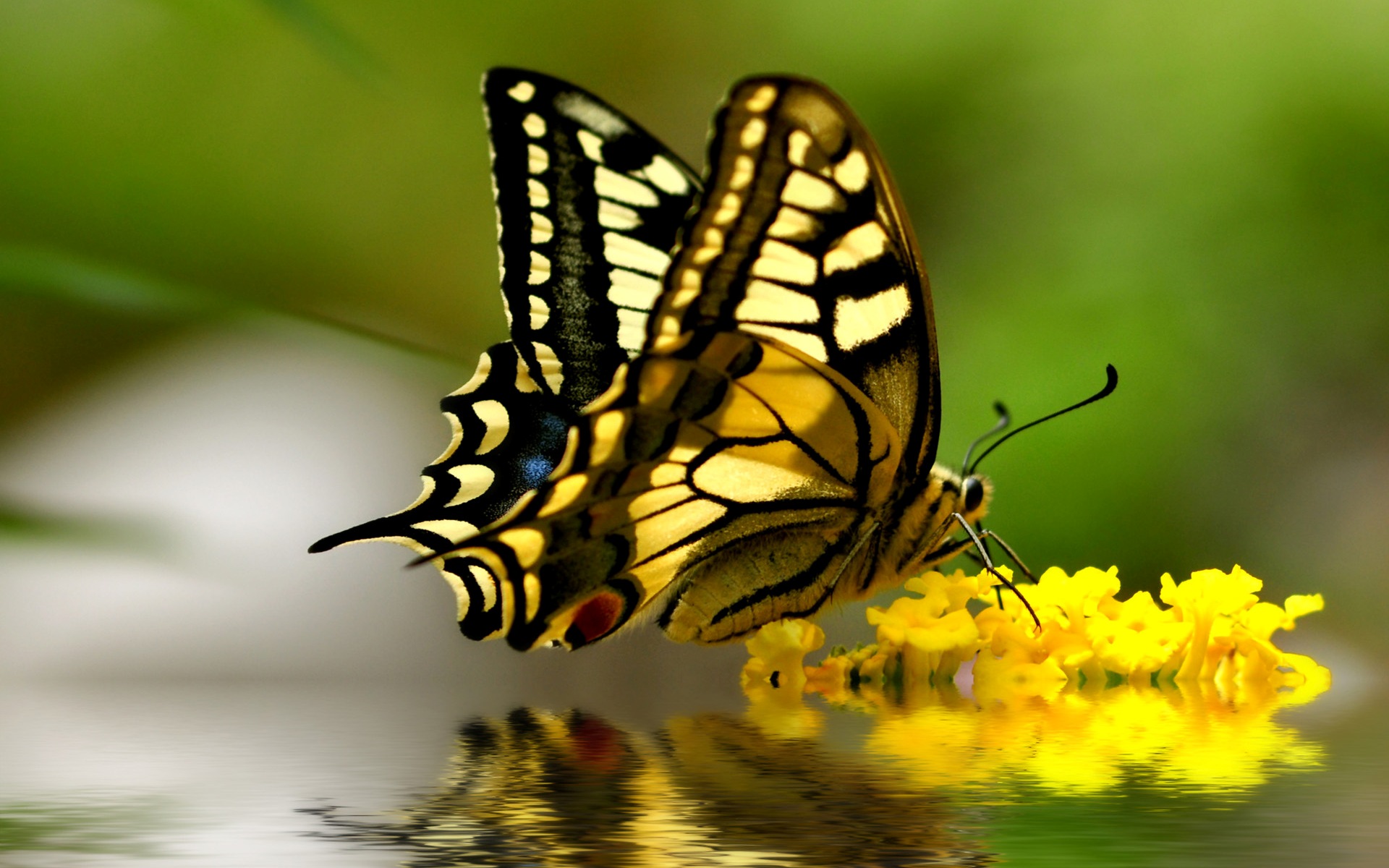 582167 Bildschirmschoner und Hintergrundbilder Schmetterlinge auf Ihrem Telefon. Laden Sie  Bilder kostenlos herunter
