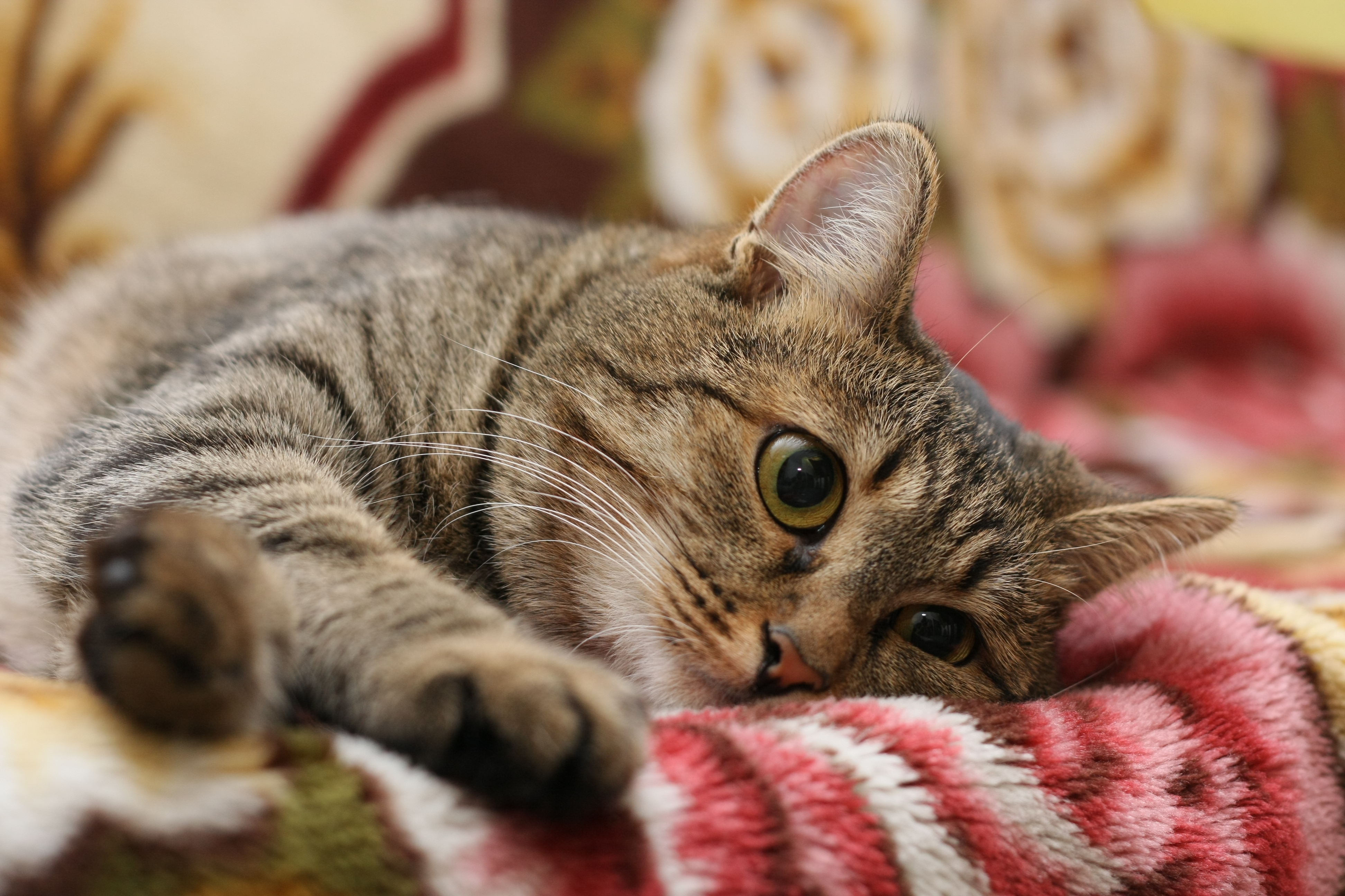 無料モバイル壁紙ネコ, 猫, 動物をダウンロードします。