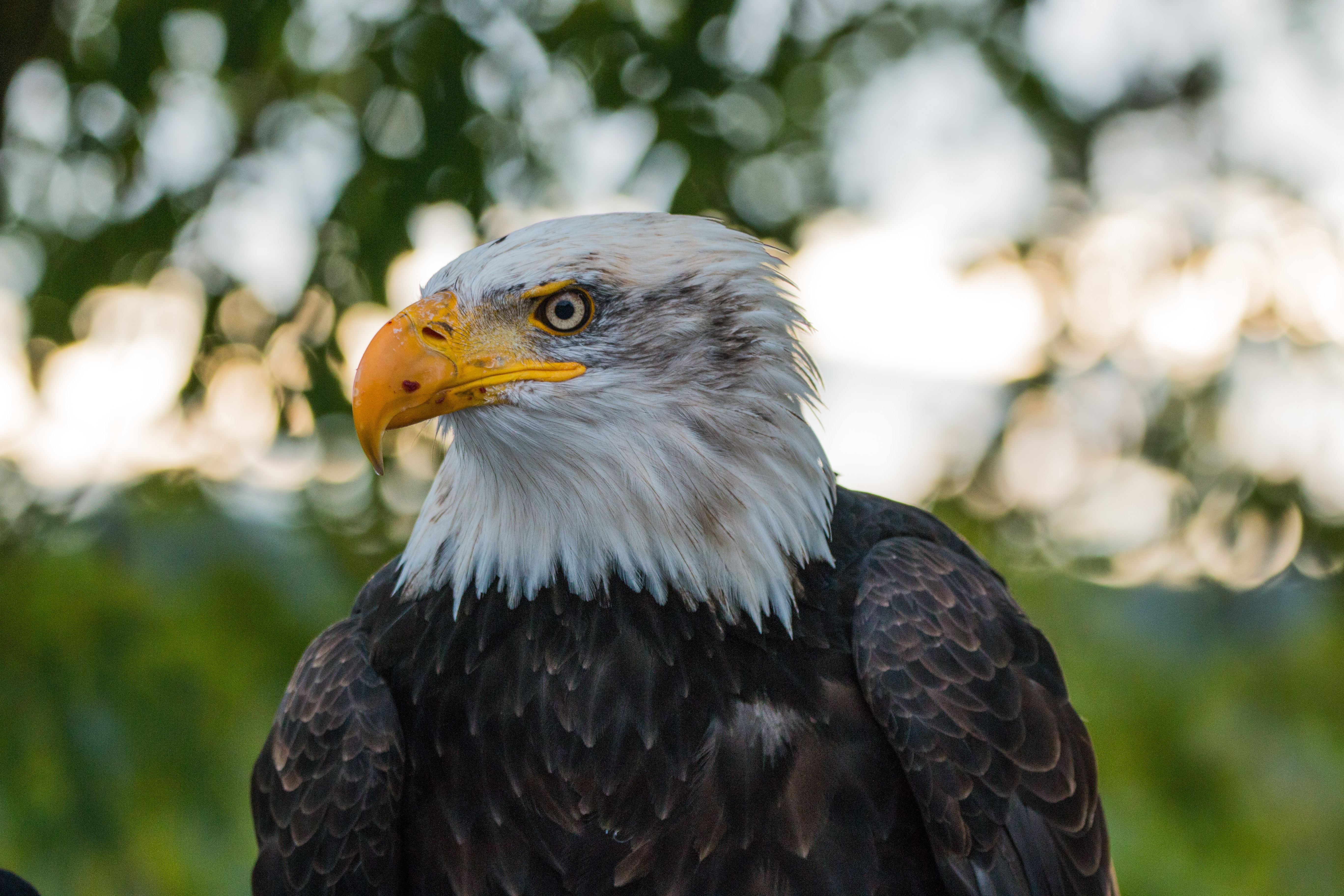 bald eagle, animals, bird, predator, eagle, white headed eagle Smartphone Background