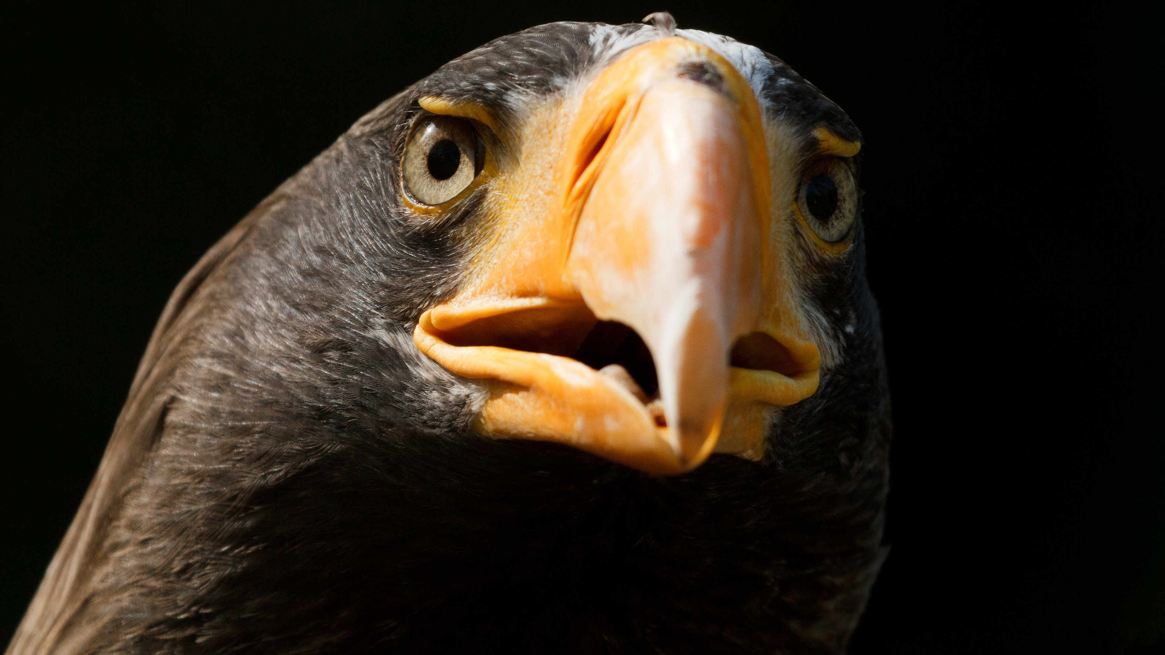 Laden Sie das Tiere, Vögel, Vogel, Adler-Bild kostenlos auf Ihren PC-Desktop herunter