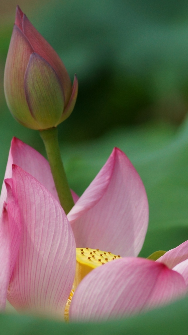 Handy-Wallpaper Blumen, Lotus, Blume, Erde/natur kostenlos herunterladen.