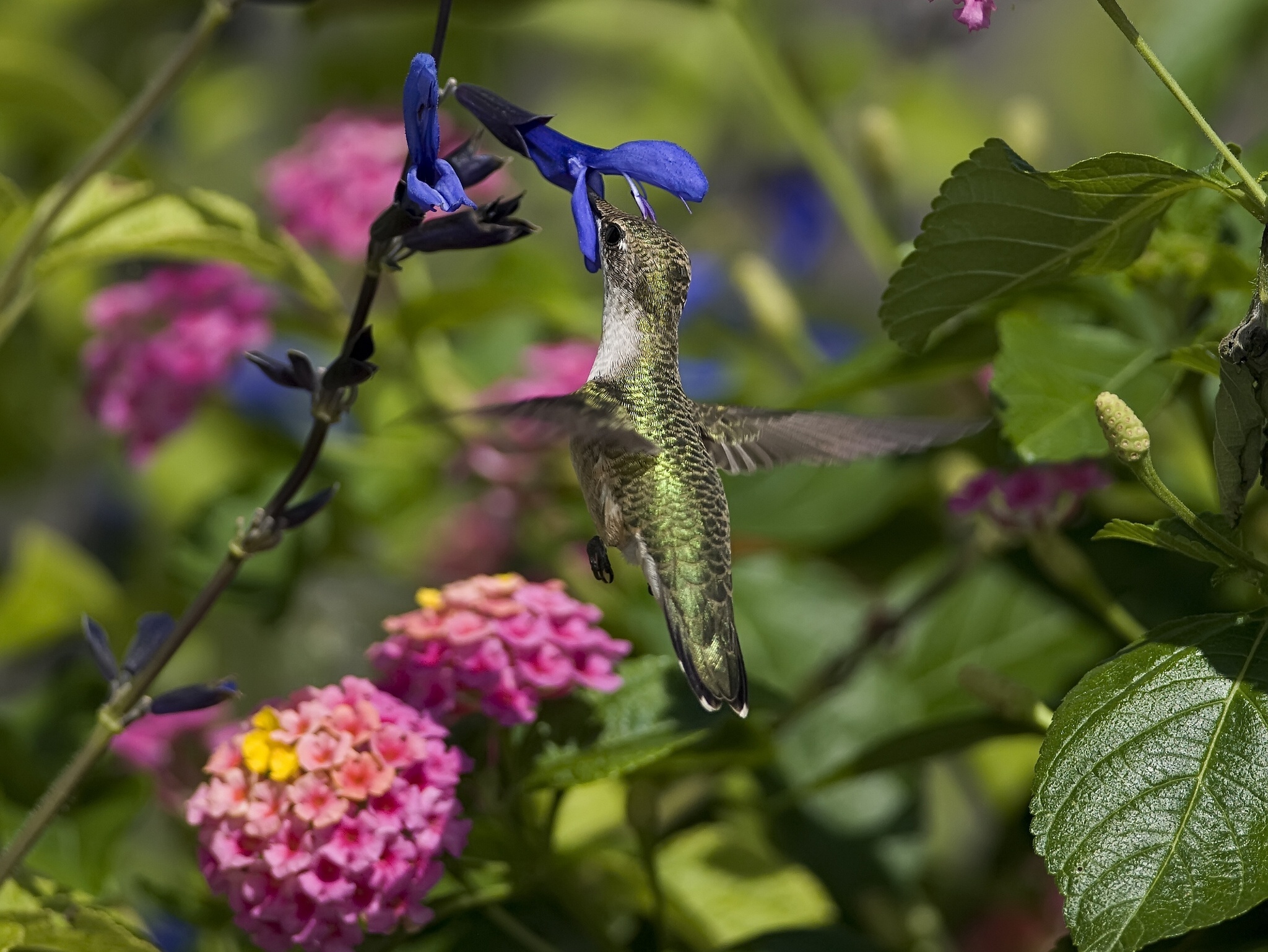 Descarga gratuita de fondo de pantalla para móvil de Colibrí, Florecer, Aves, Flor, Animales.