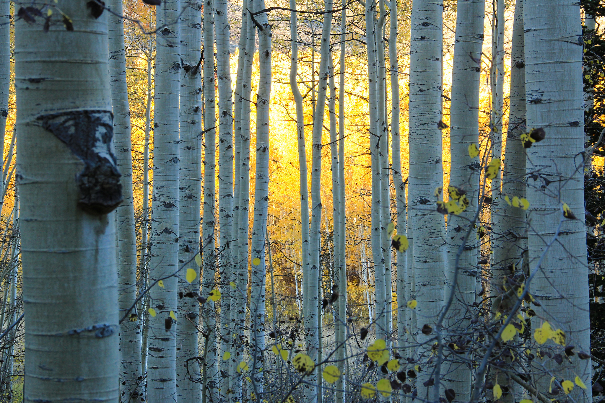 Download mobile wallpaper Forest, Tree, Fall, Earth, Birch, Colorado for free.