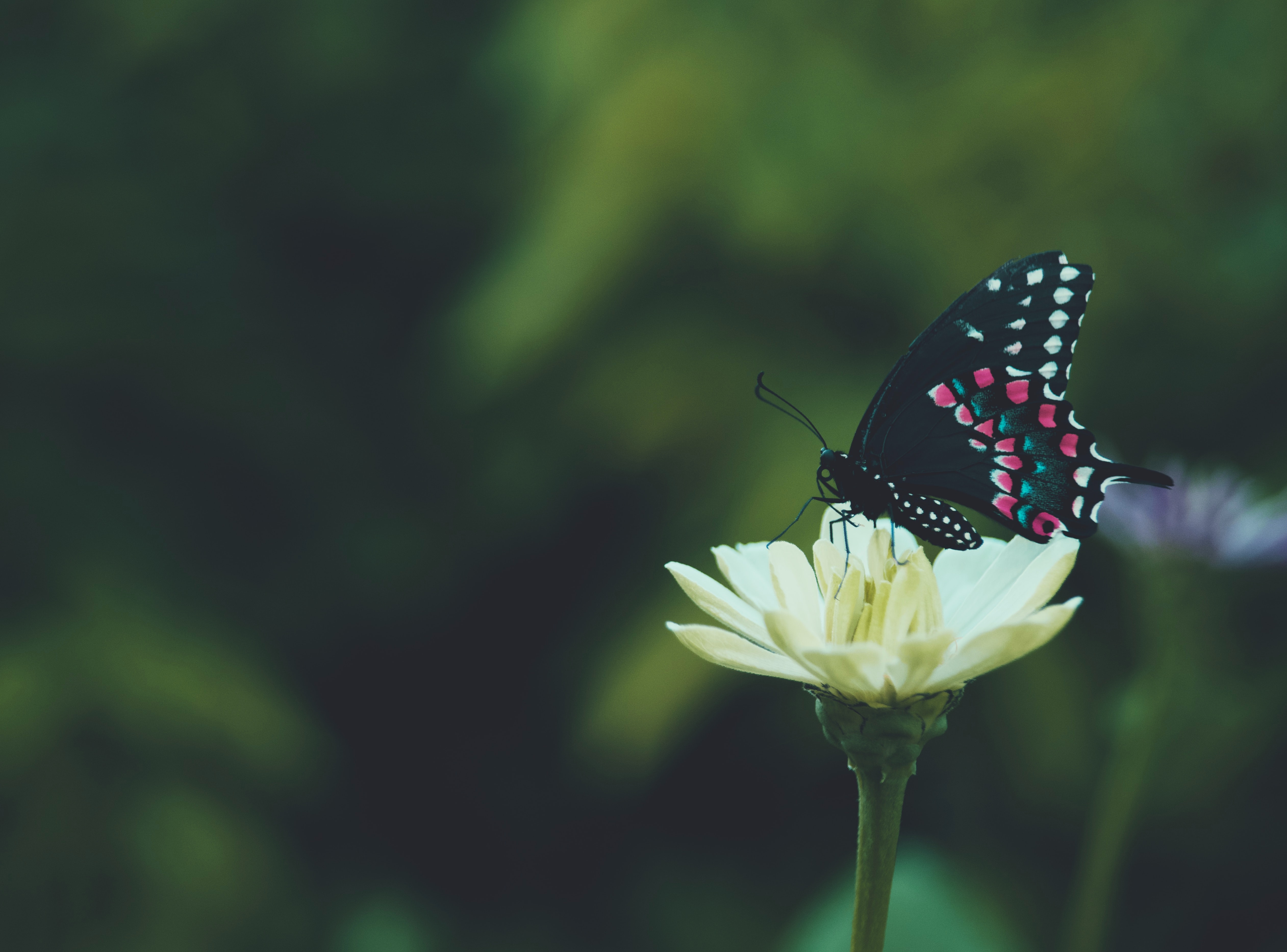 Download mobile wallpaper Macro, Animals, Wings, Flower, Pattern, Butterfly, Focus for free.