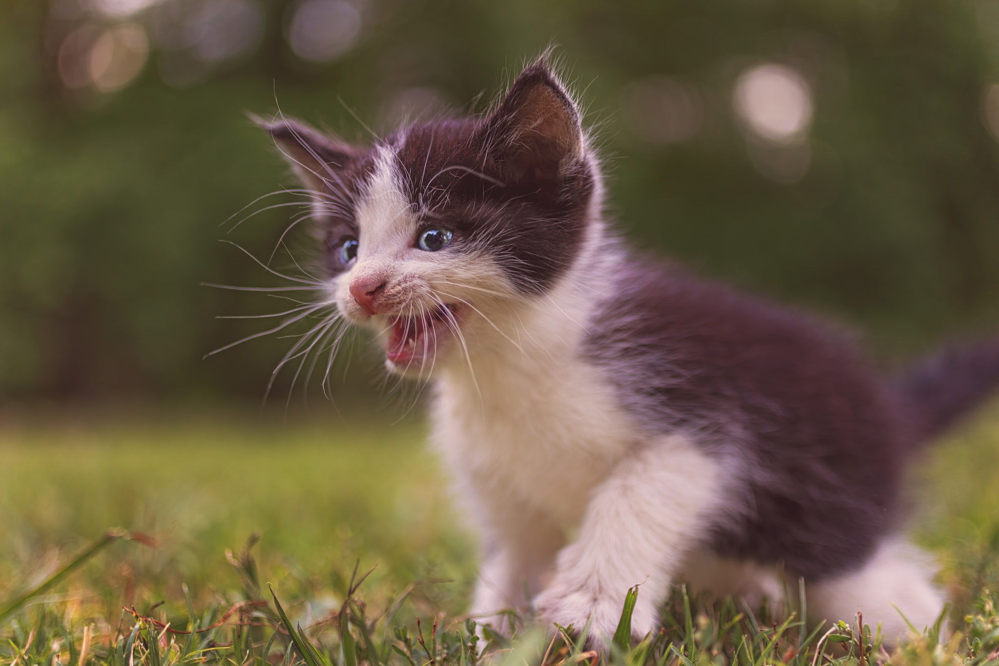 Handy-Wallpaper Tiere, Katzen, Katze, Kätzchen, Tierbaby kostenlos herunterladen.